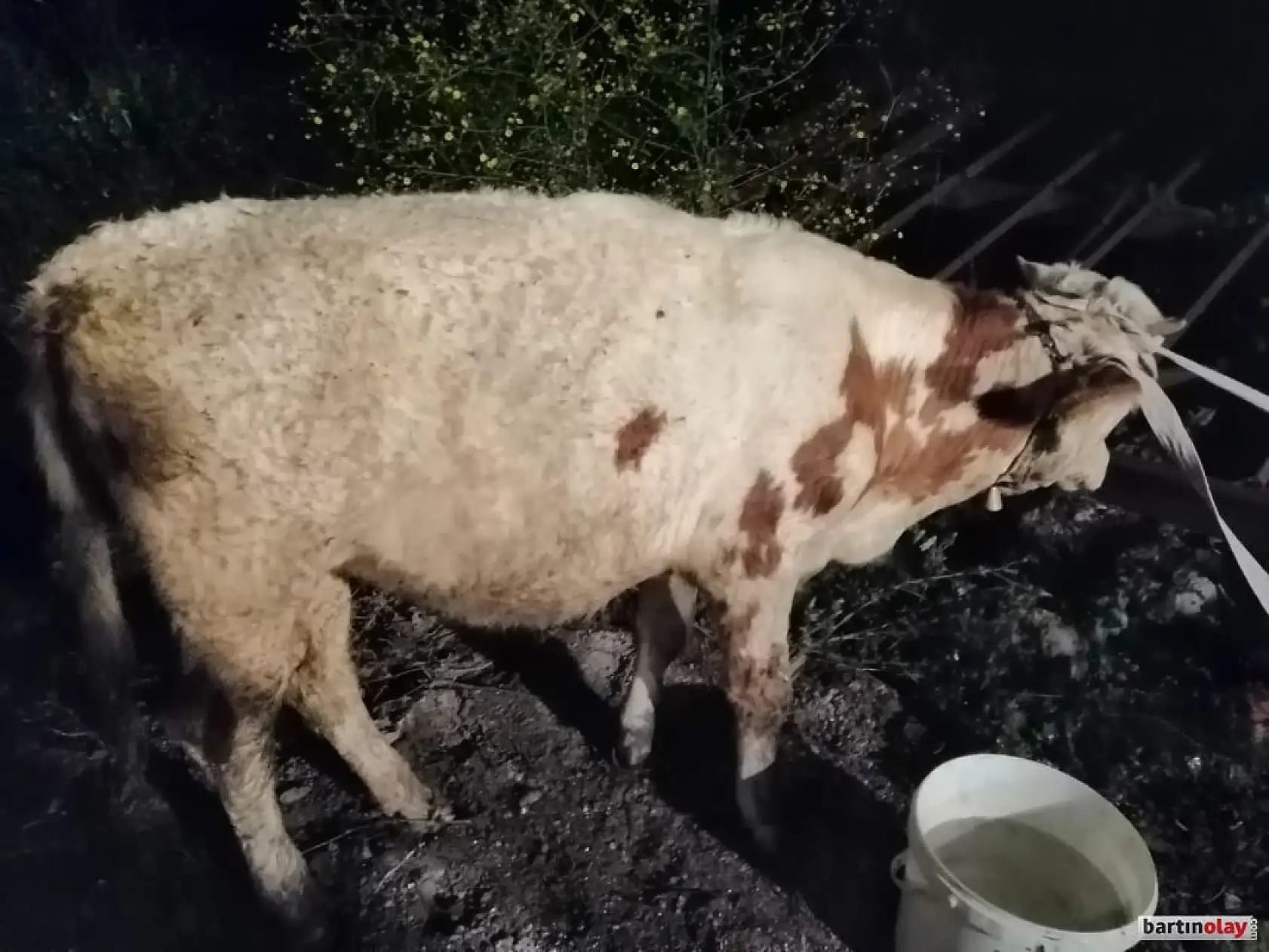 İki hafta önce kaybolan hayvanlarına kavuştu