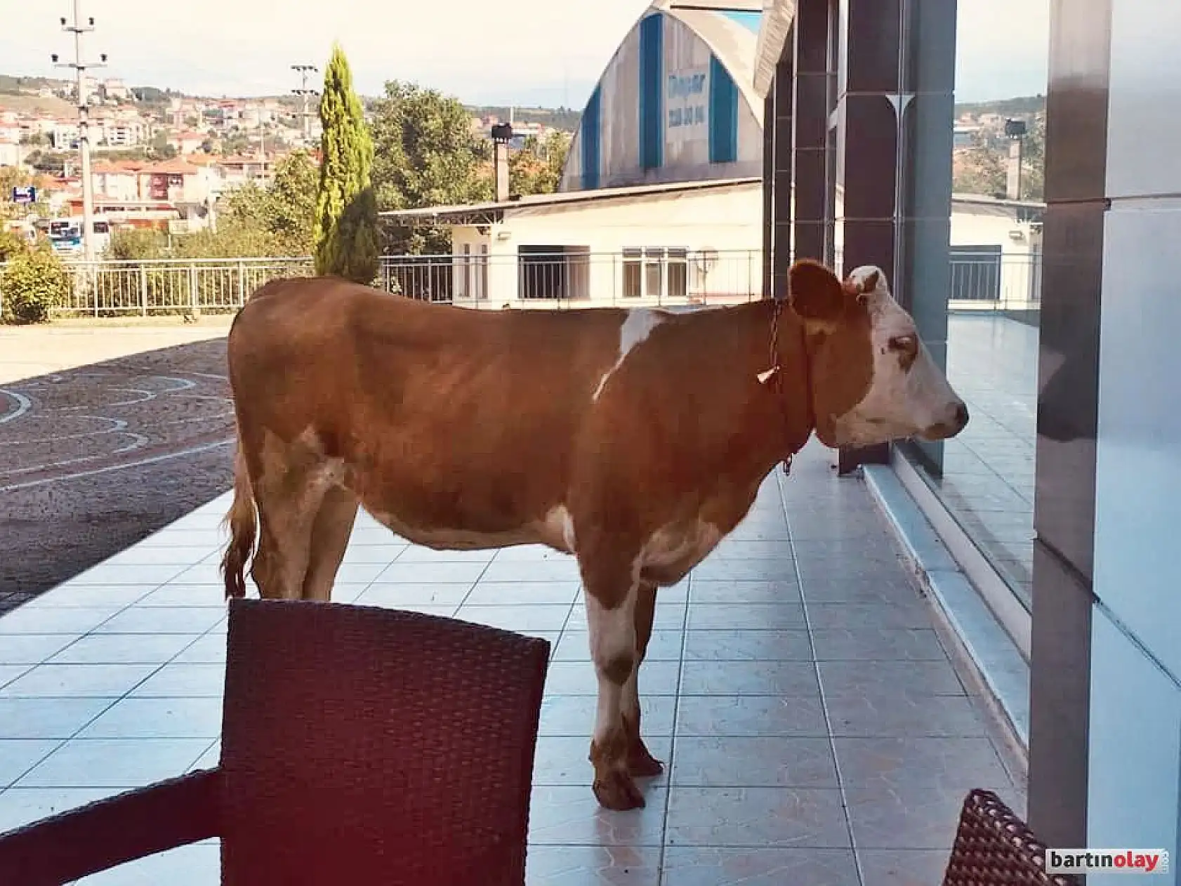 İki hafta önce kaybolan hayvanlarına kavuştu