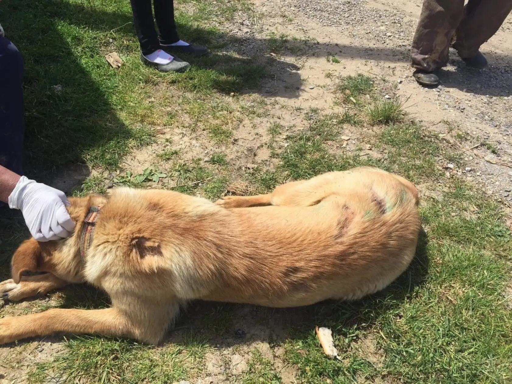 Köpeğe kızgın yağ ile şiddet