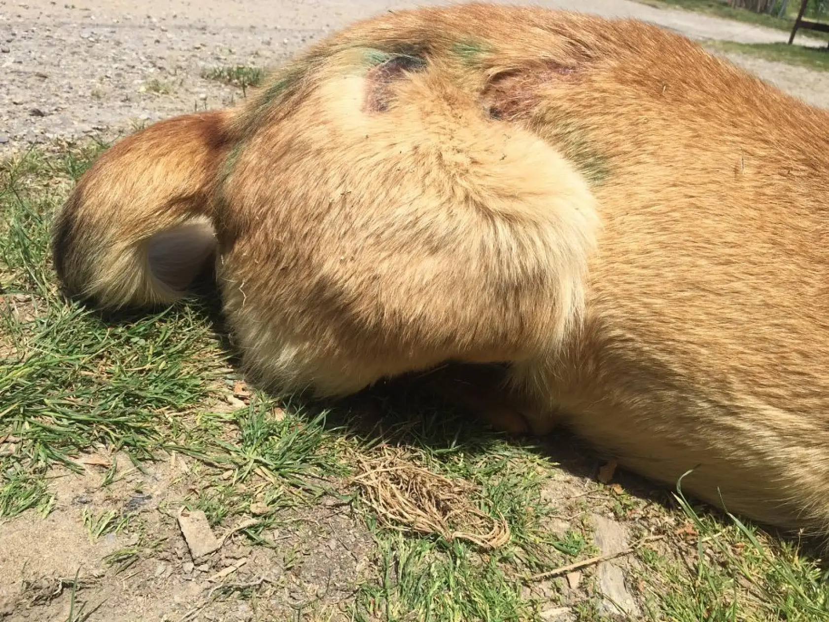 Köpeğe kızgın yağ ile şiddet