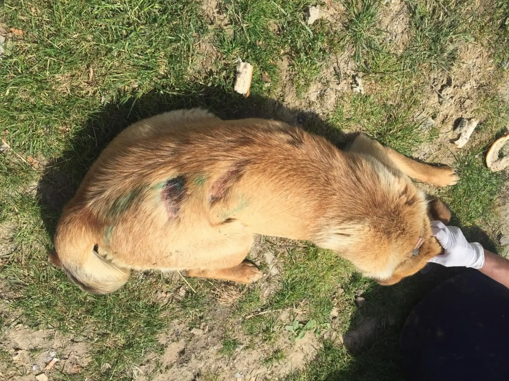 Köpeğe kızgın yağ ile şiddet