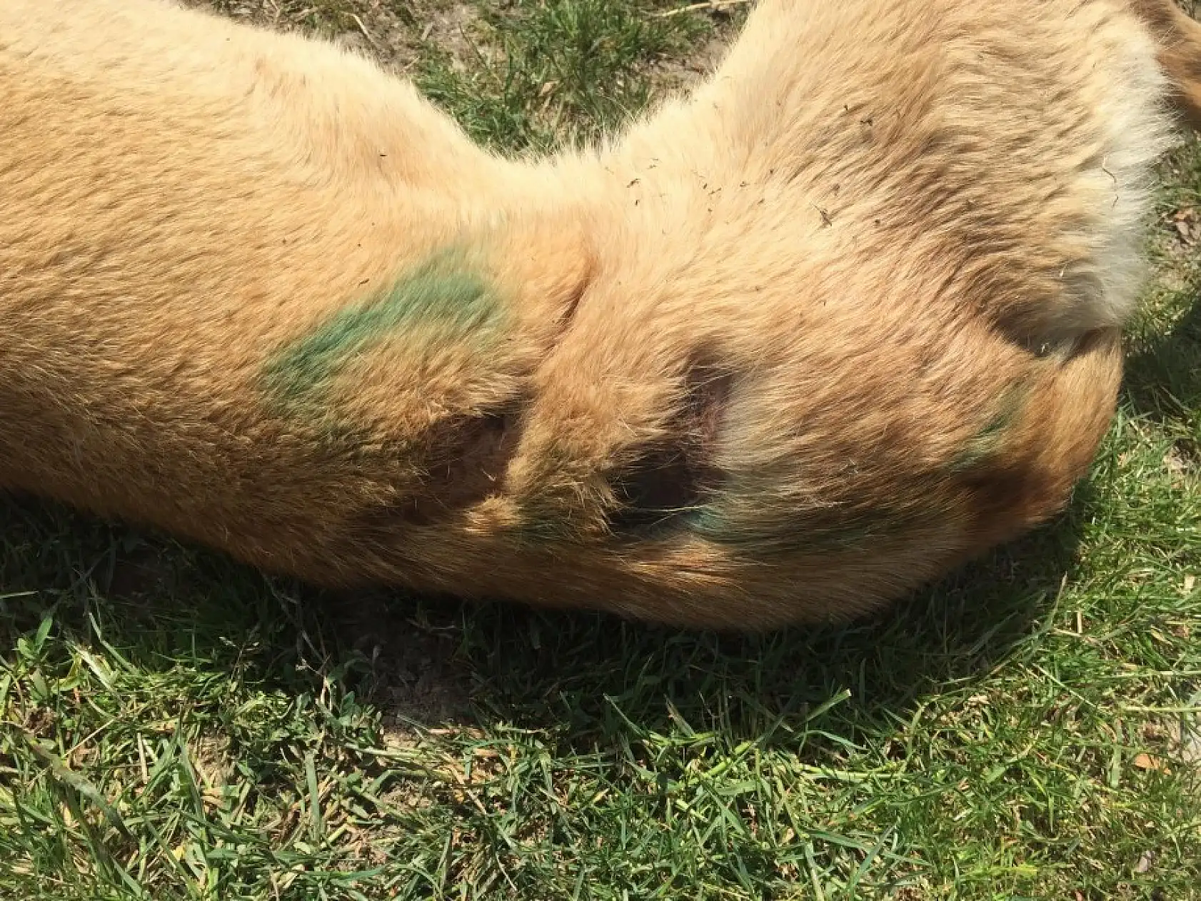 Köpeğe kızgın yağ ile şiddet