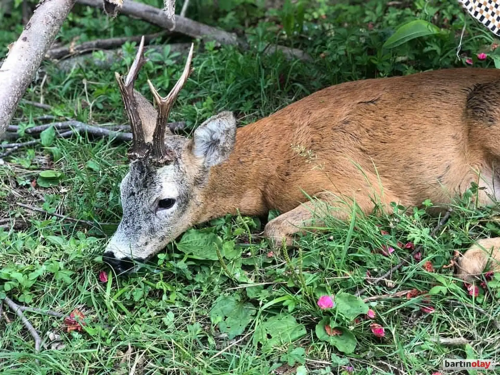 Karacanın imdadına vatandaş yetişti