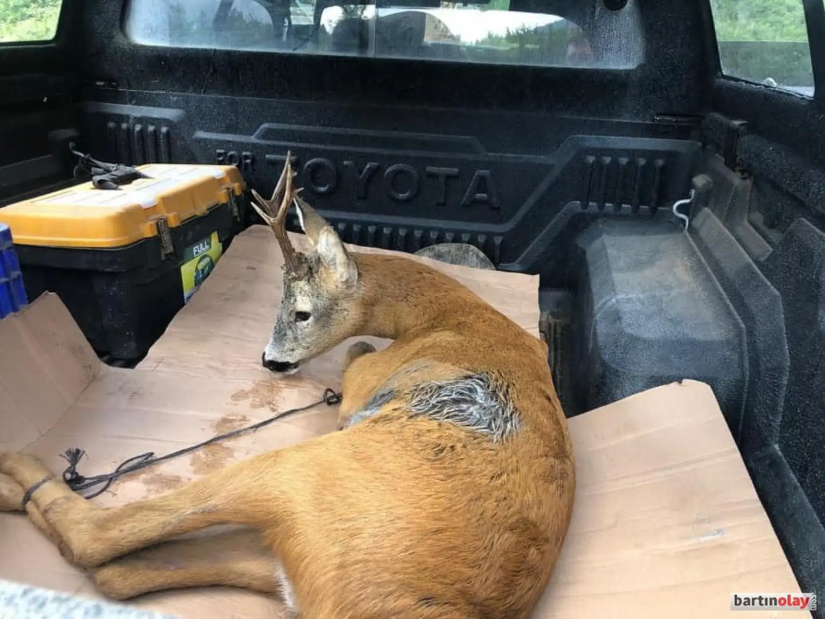 Karacanın imdadına vatandaş yetişti