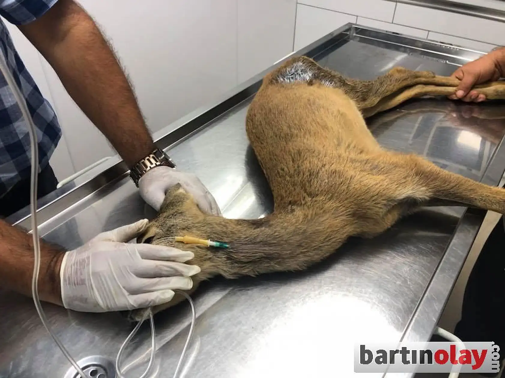 Karnına ağaç dalı saplanmış