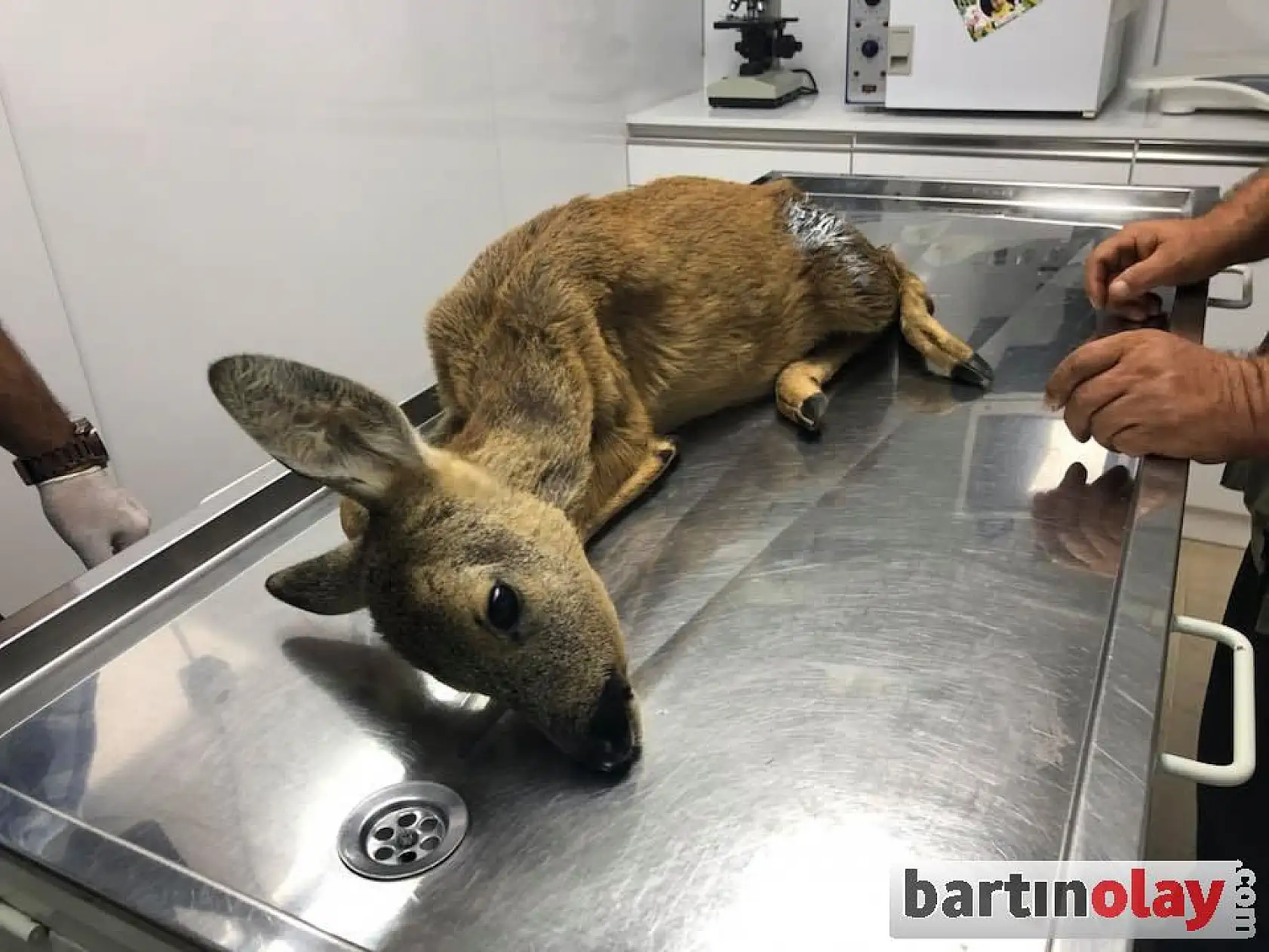 Karnına ağaç dalı saplanmış