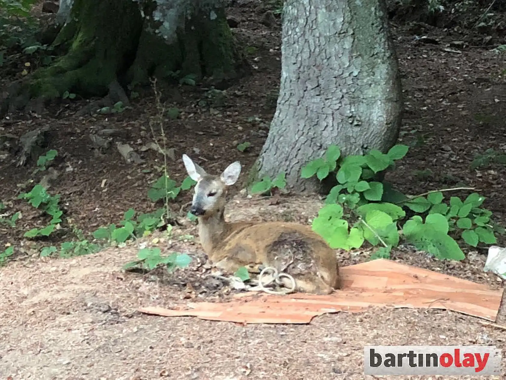 Karnına ağaç dalı saplanmış