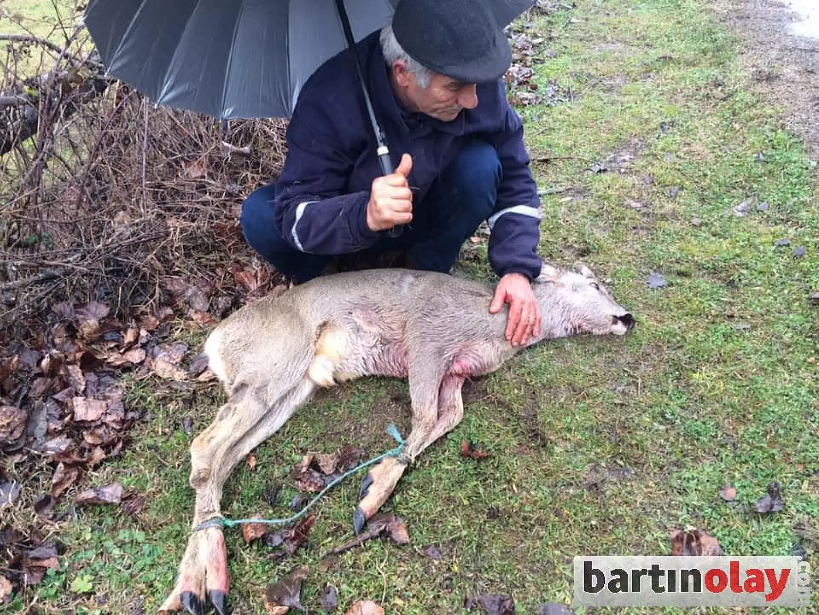 Köpeklerin saldırısına uğradı