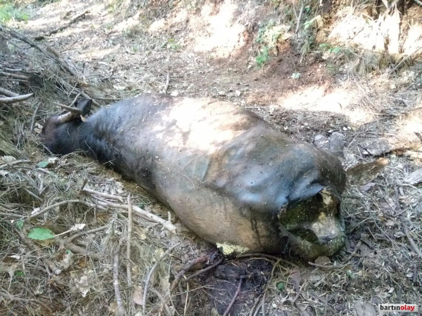 Kurtlar mandalara saldırdı