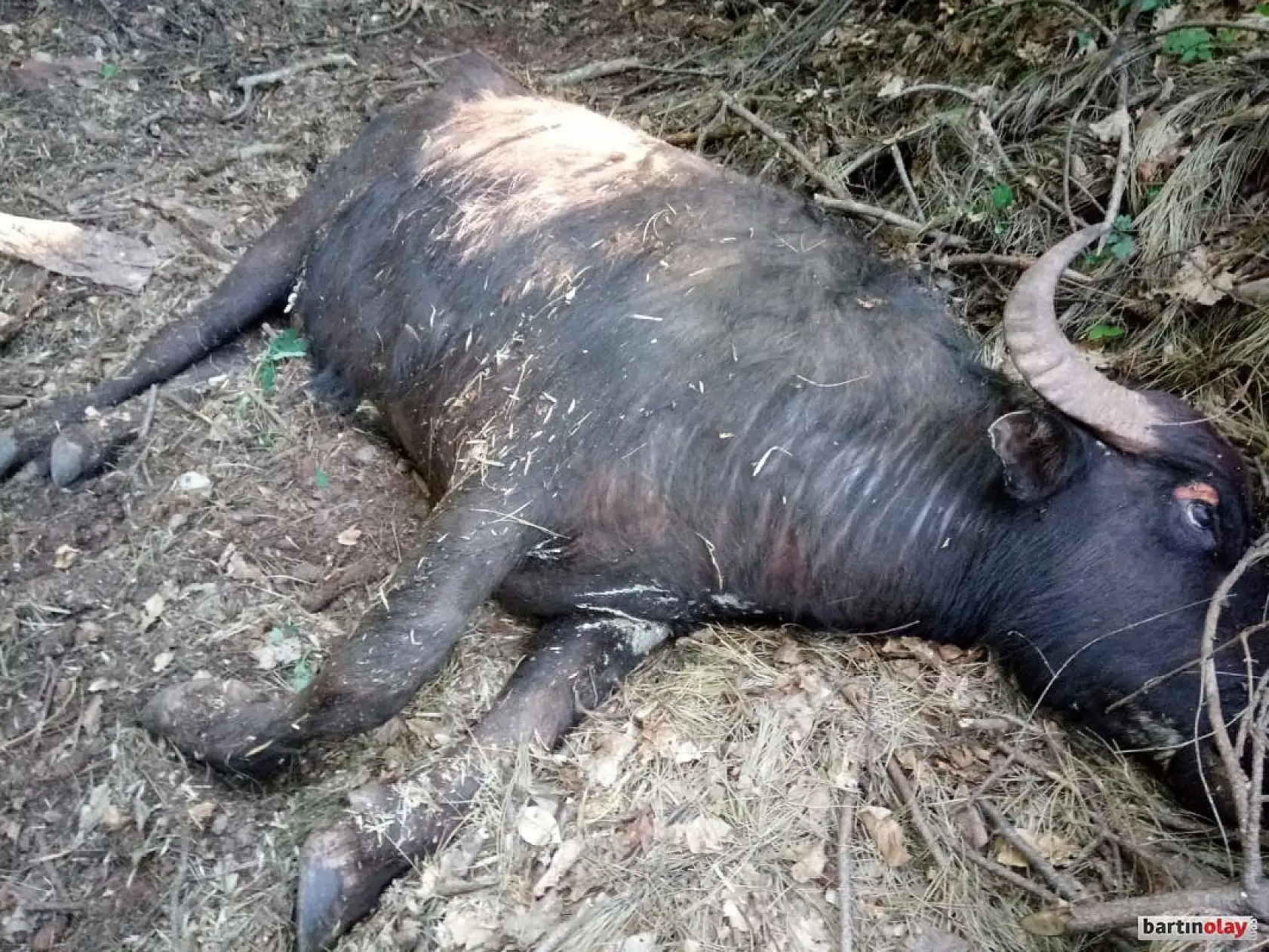 Kurtlar mandalara saldırdı