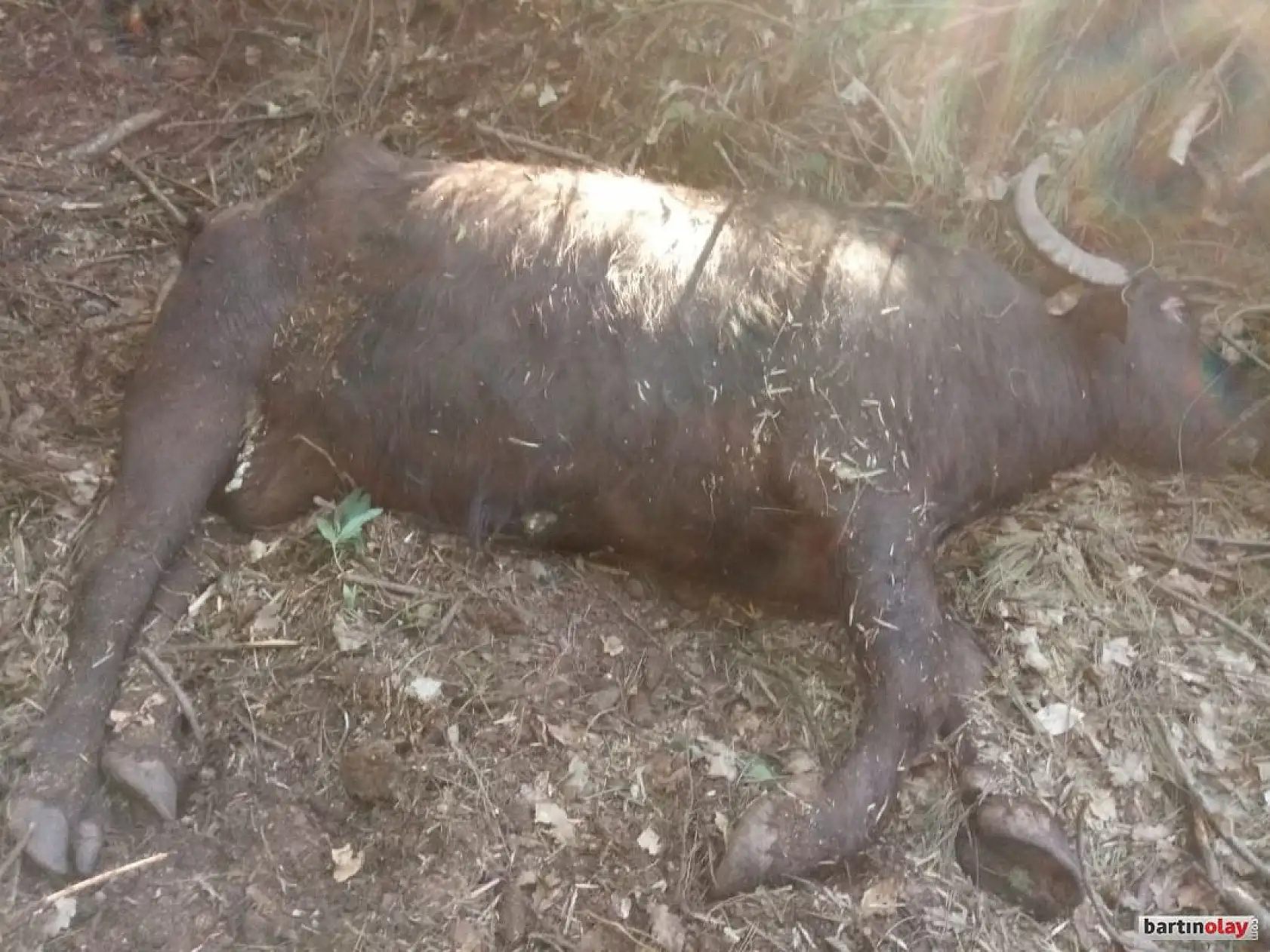 Kurtlar mandalara saldırdı