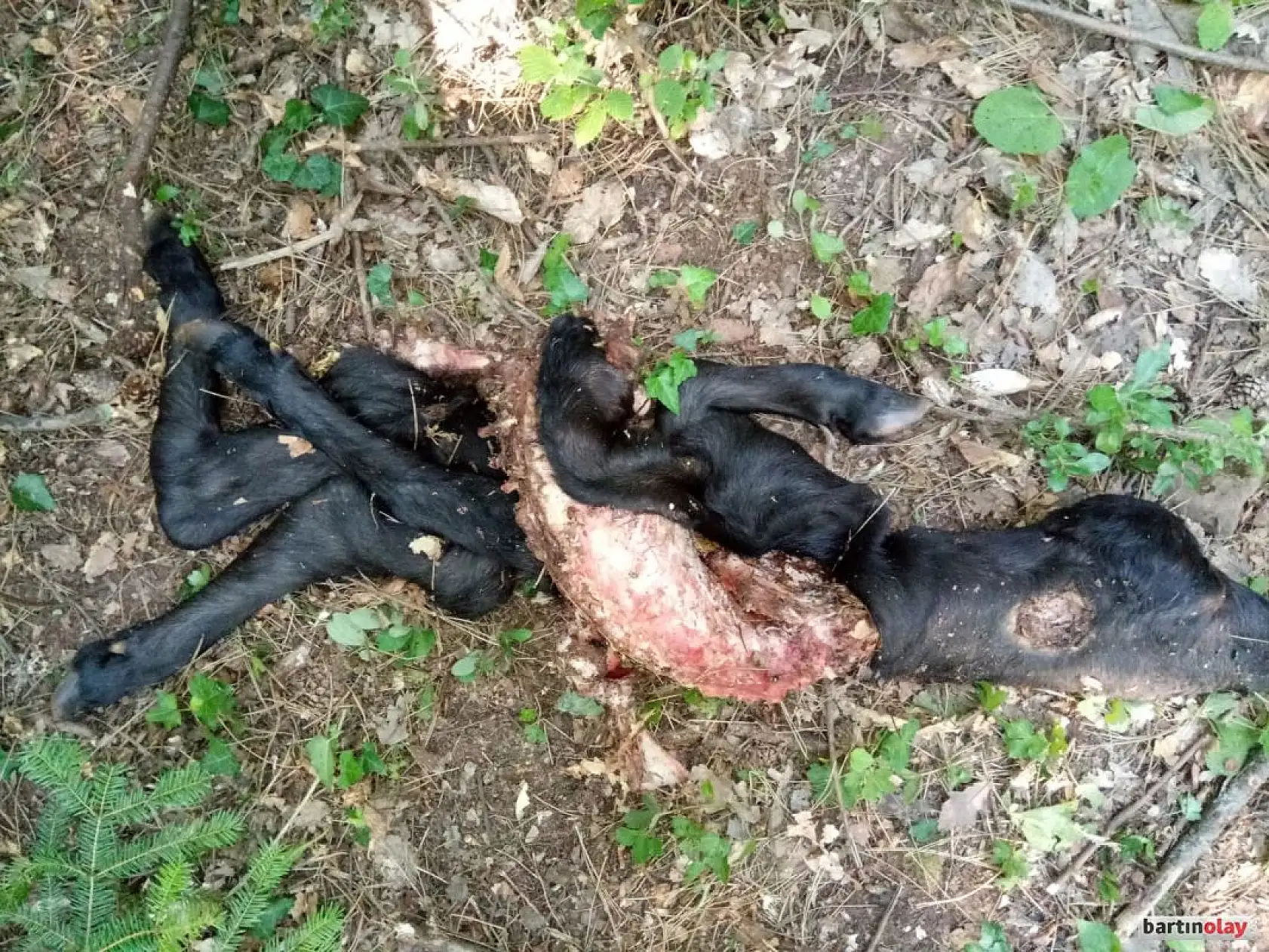 Kurtlar mandalara saldırdı