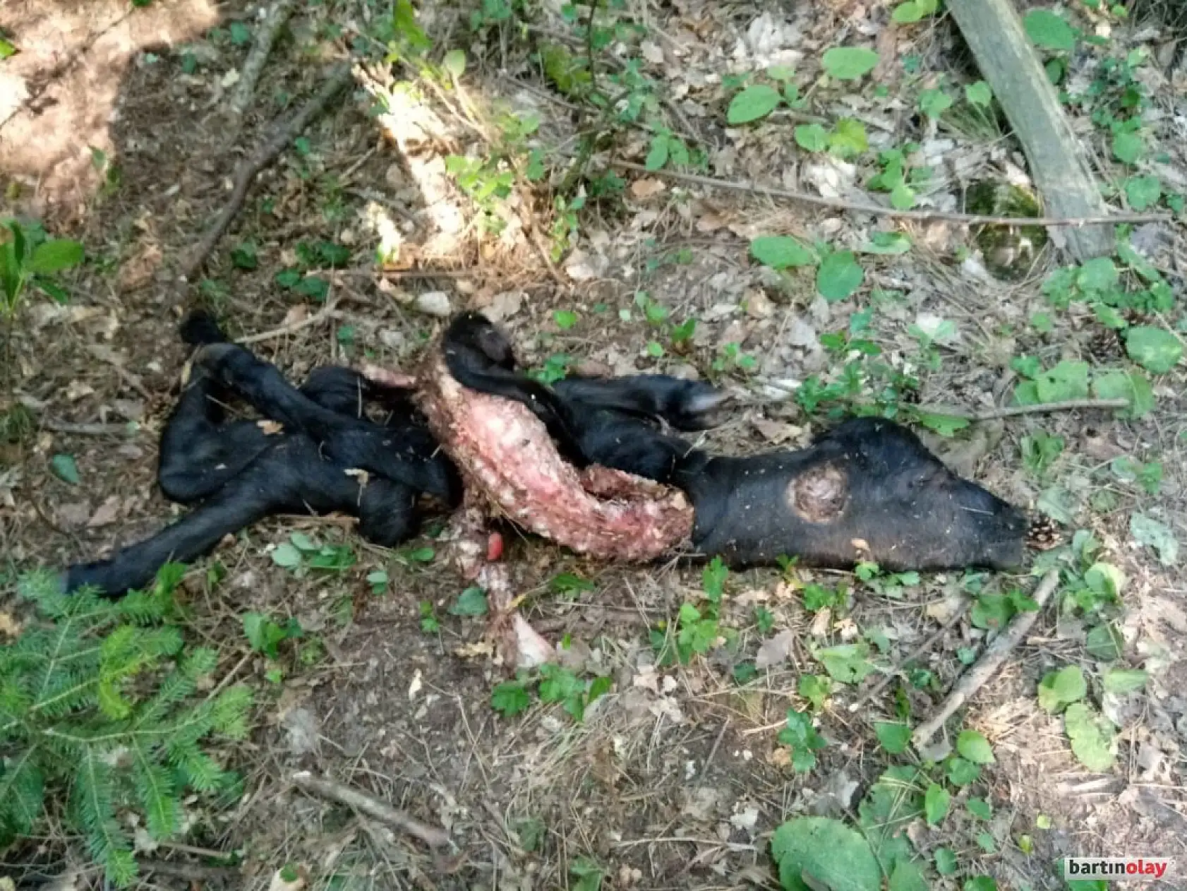 Kurtlar mandalara saldırdı