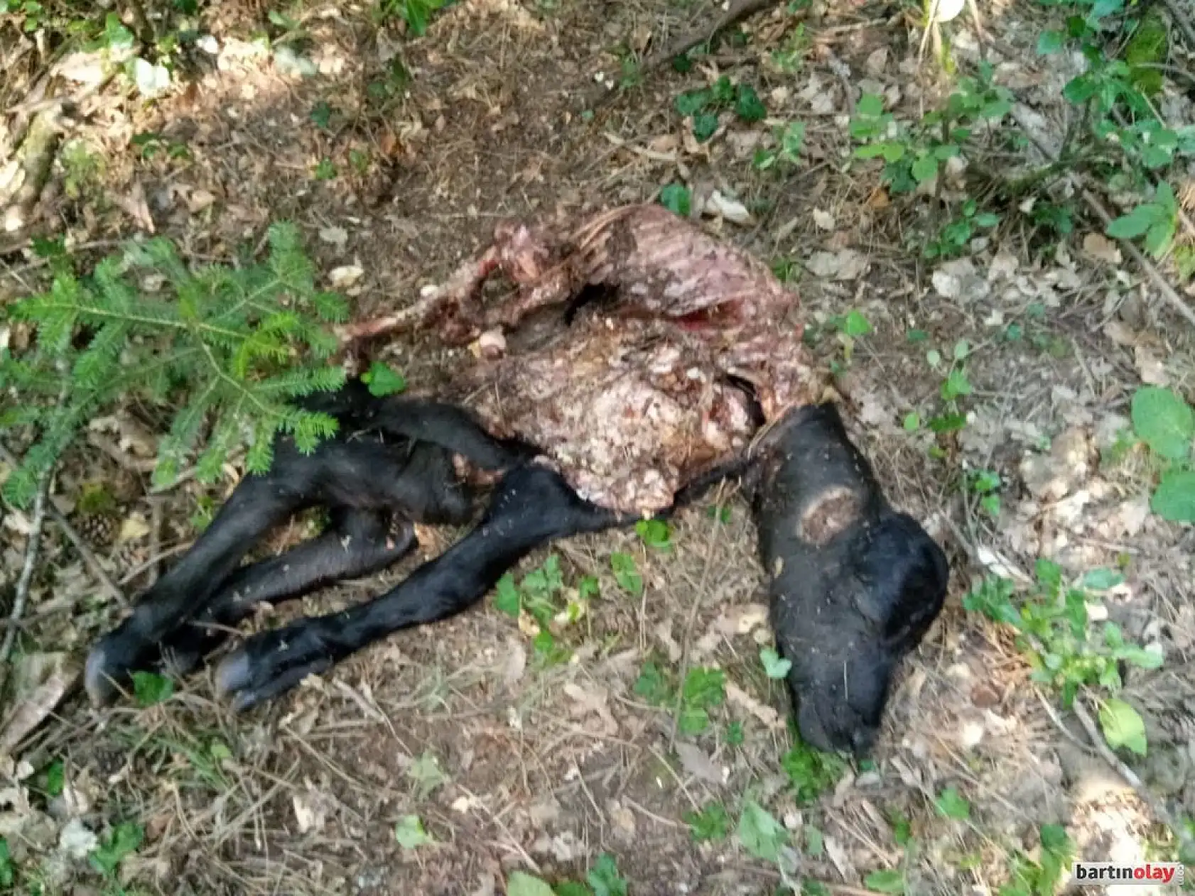 Kurtlar mandalara saldırdı