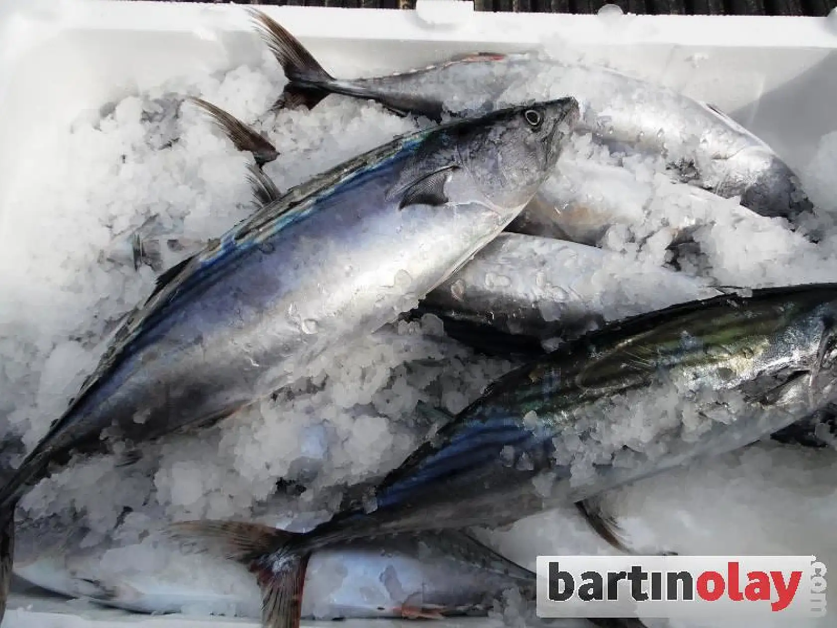 Kurucaşile'de Palamut Bereketi