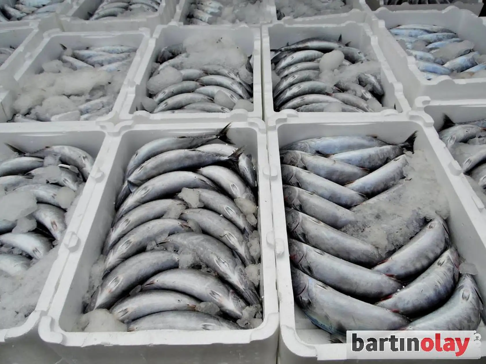 Kurucaşile'de Palamut Bereketi