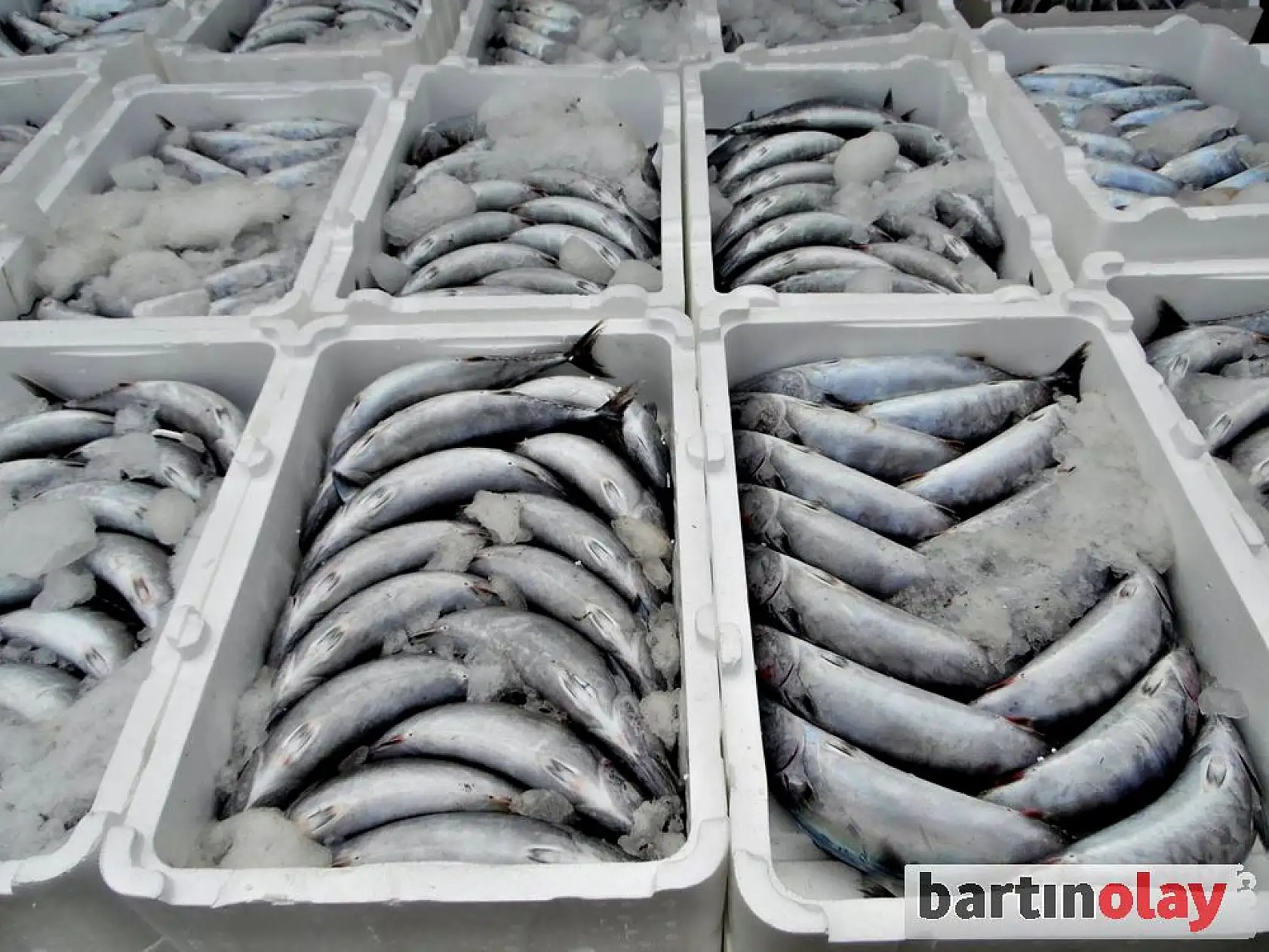 Kurucaşile'de Palamut Bereketi