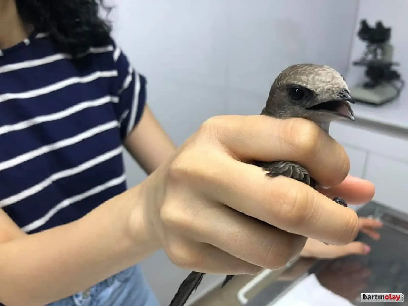 Küvetin içinde ebabil kuşu buldu