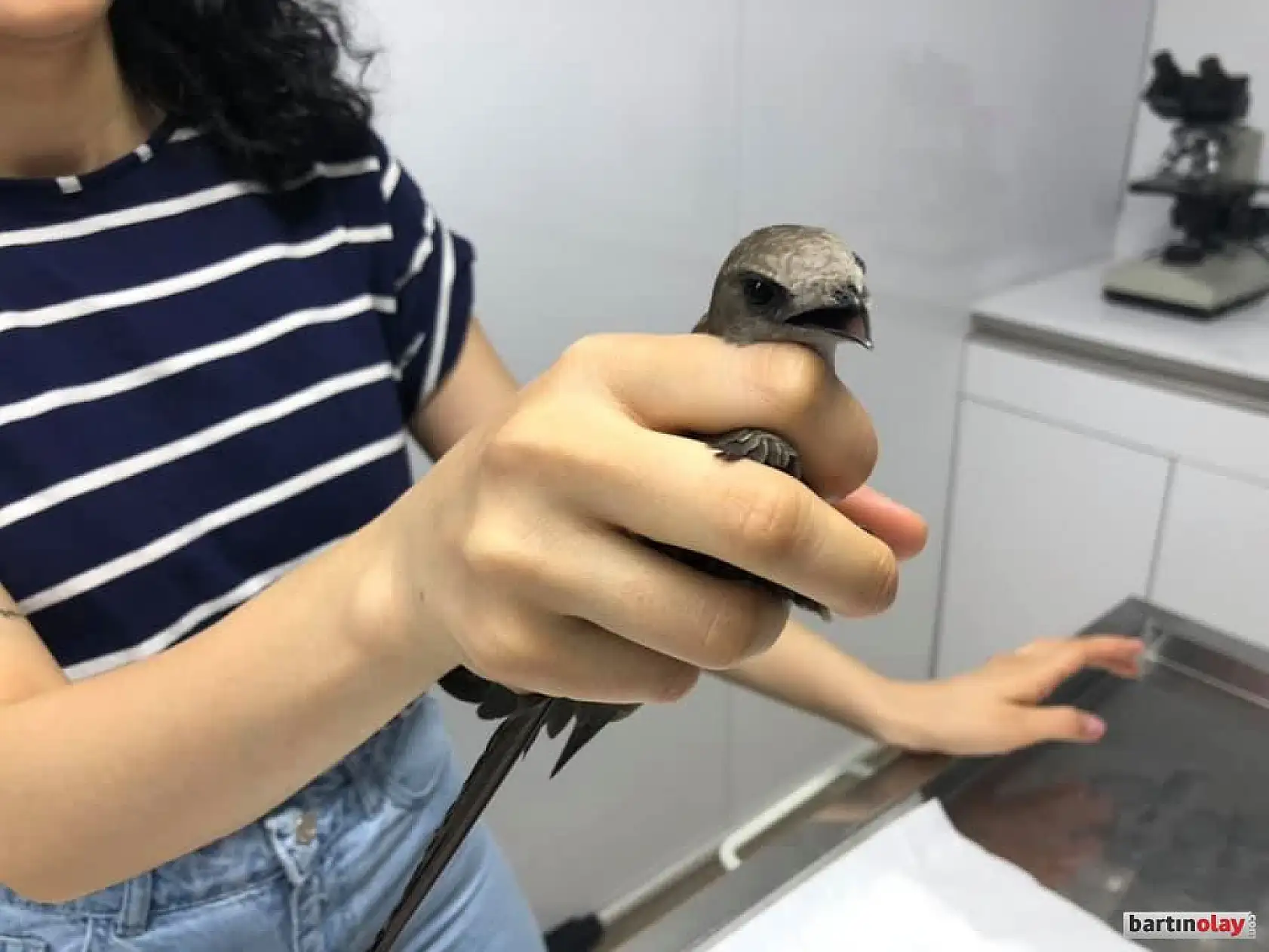 Küvetin içinde ebabil kuşu buldu