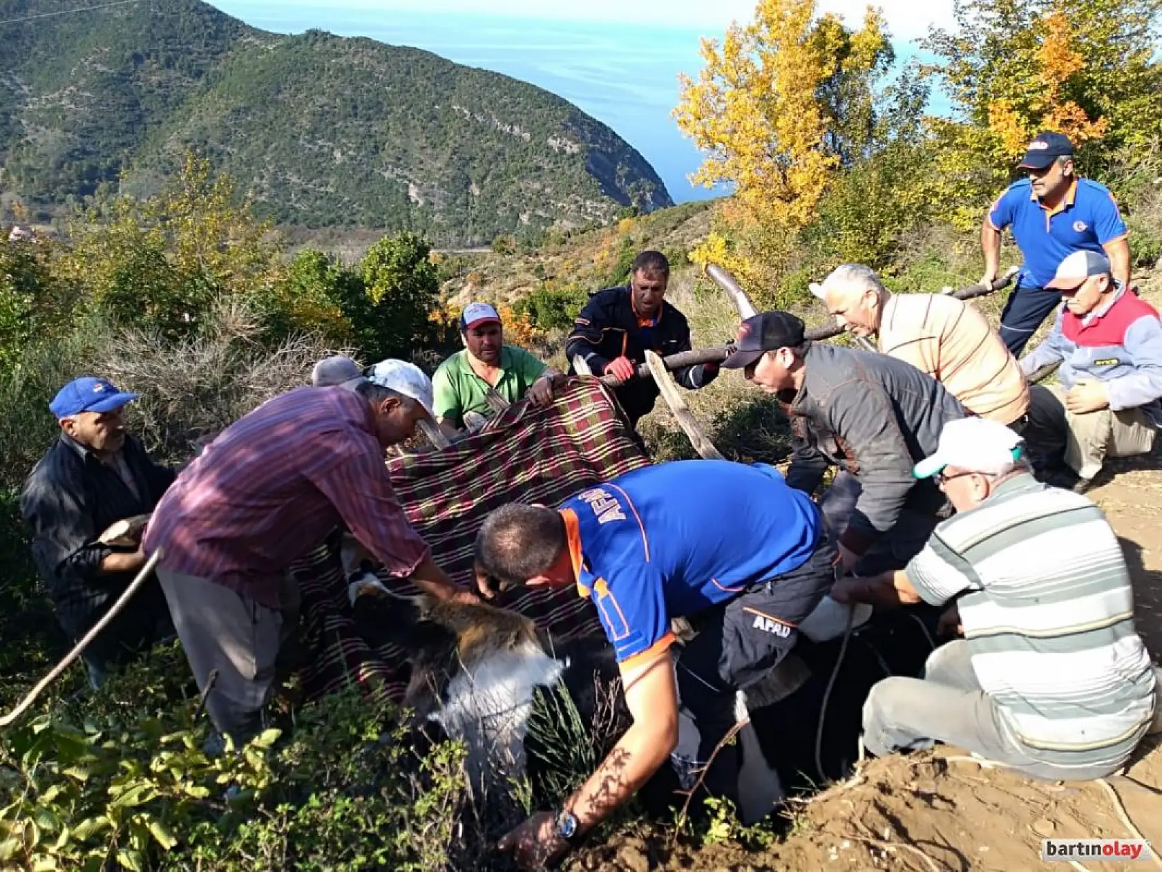 Mahsur kalan inek ağaç sedye ile kurtarıldı