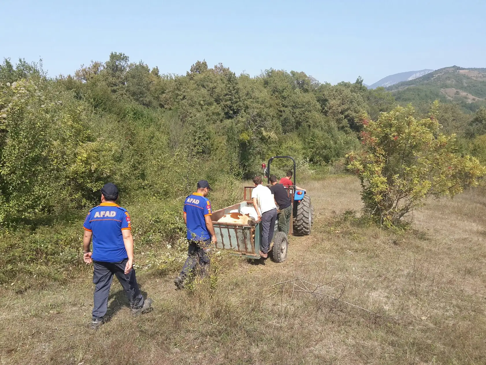Mahsur kalan inek kurtarıldı