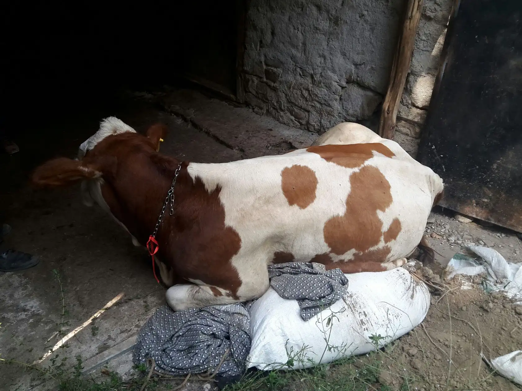 Mahsur kalan inek kurtarıldı