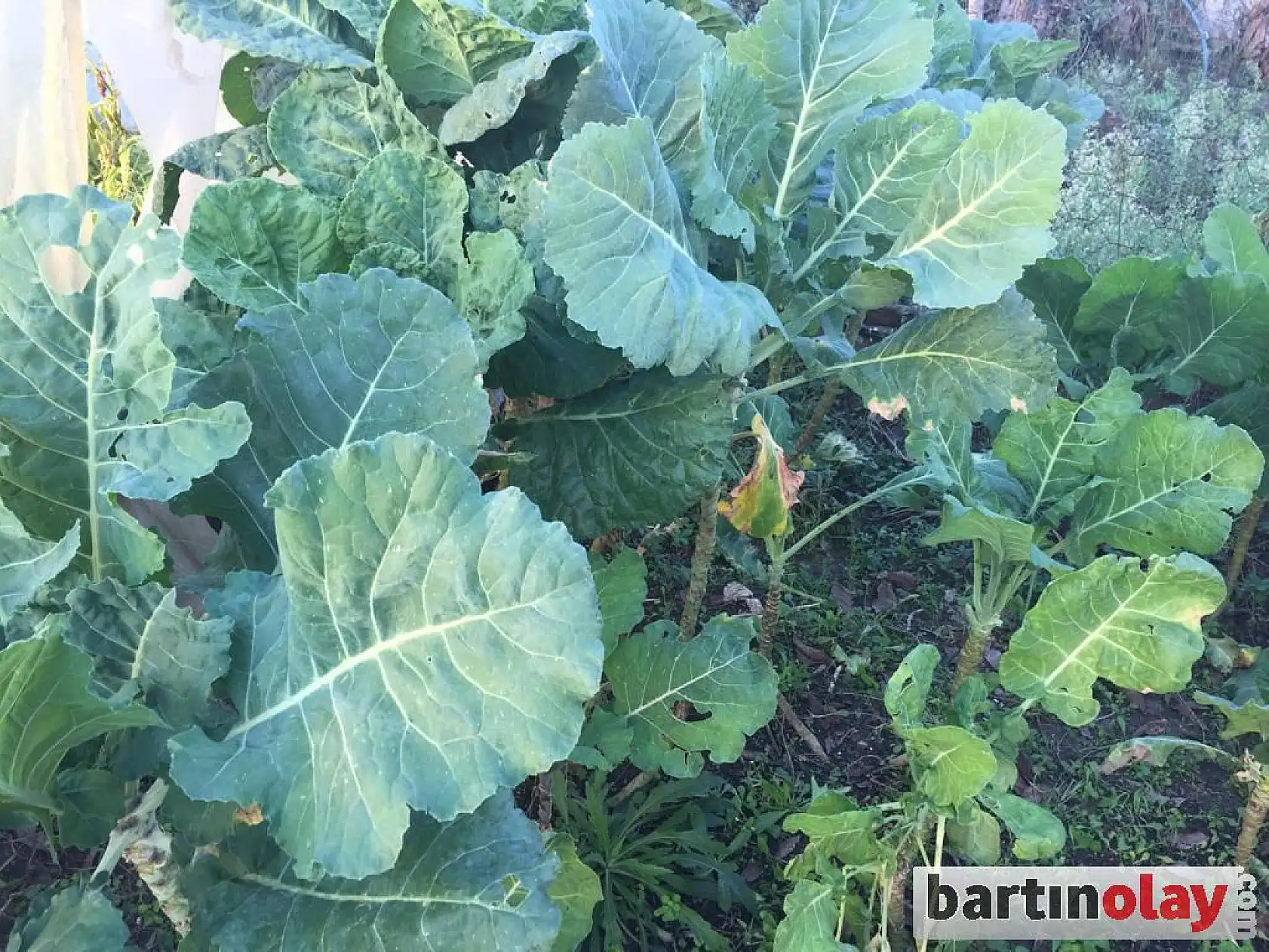 Mancar va yirsey, hoşaf va içesey