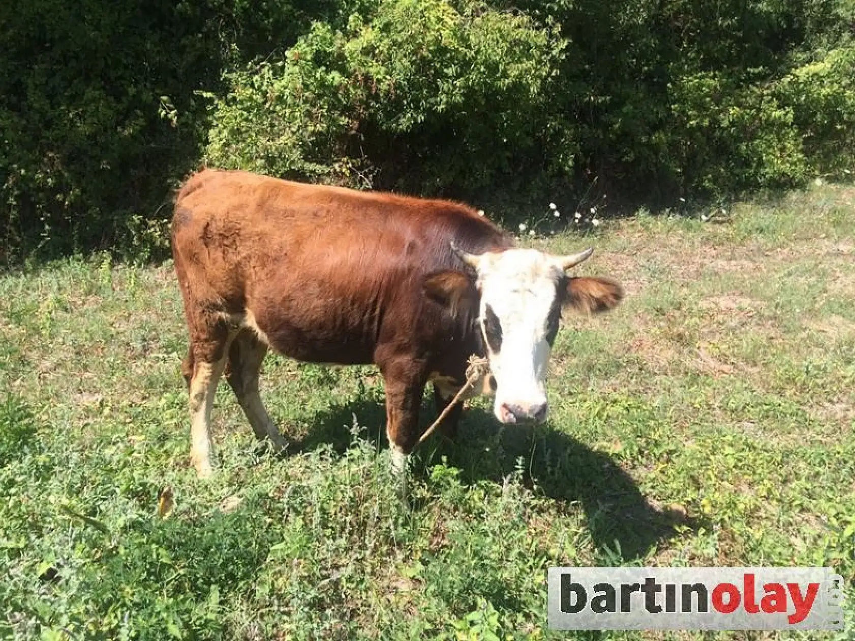 Minibüsle hayvan hırsızlığı yapanlar aranıyor