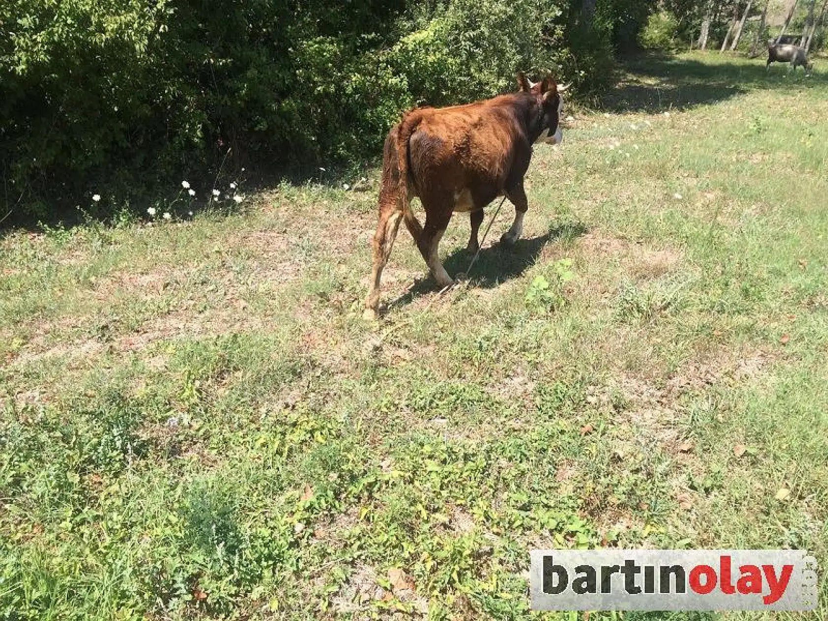 Minibüsle hayvan hırsızlığı yapanlar aranıyor