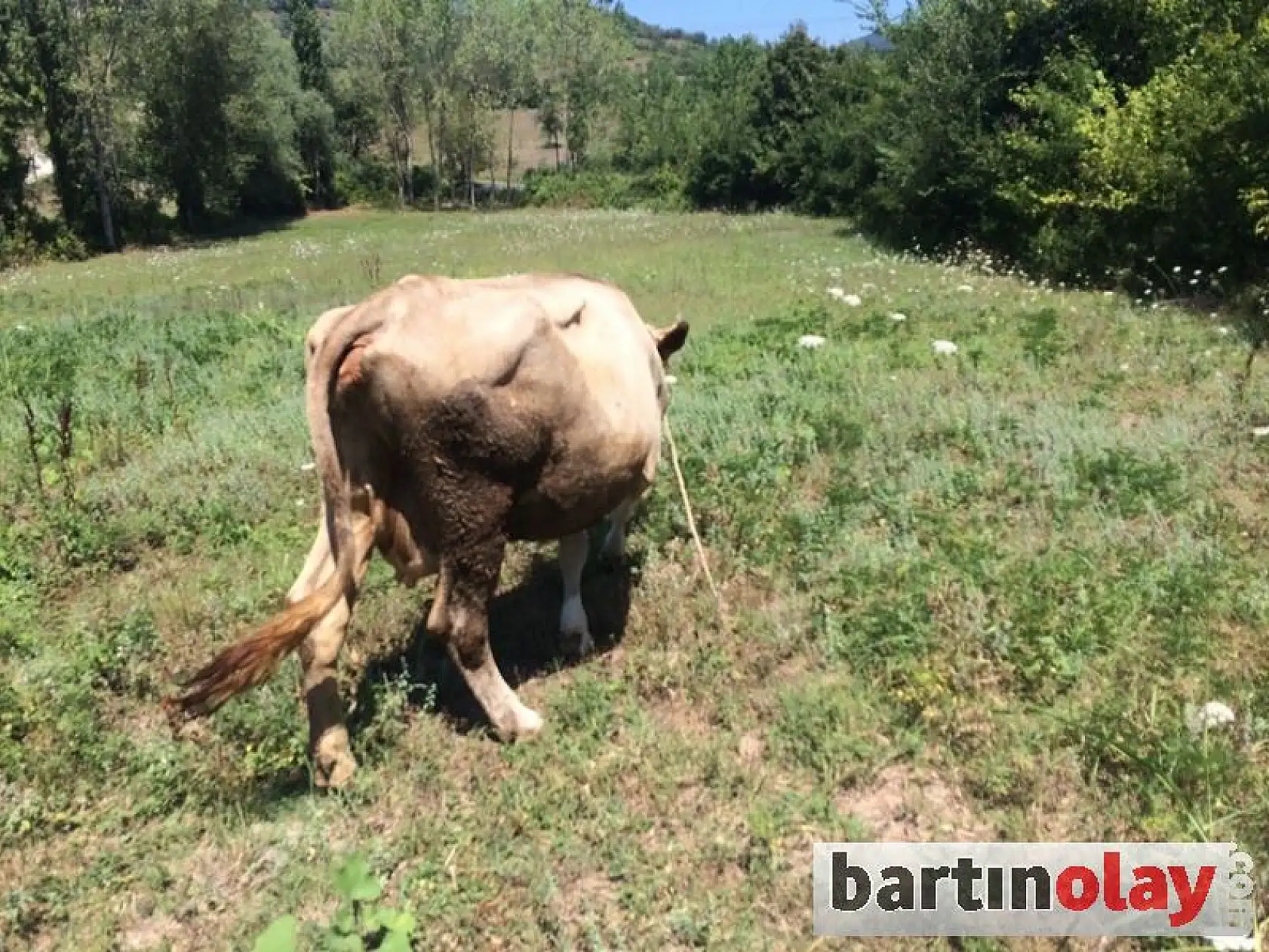 Minibüsle hayvan hırsızlığı yapanlar aranıyor
