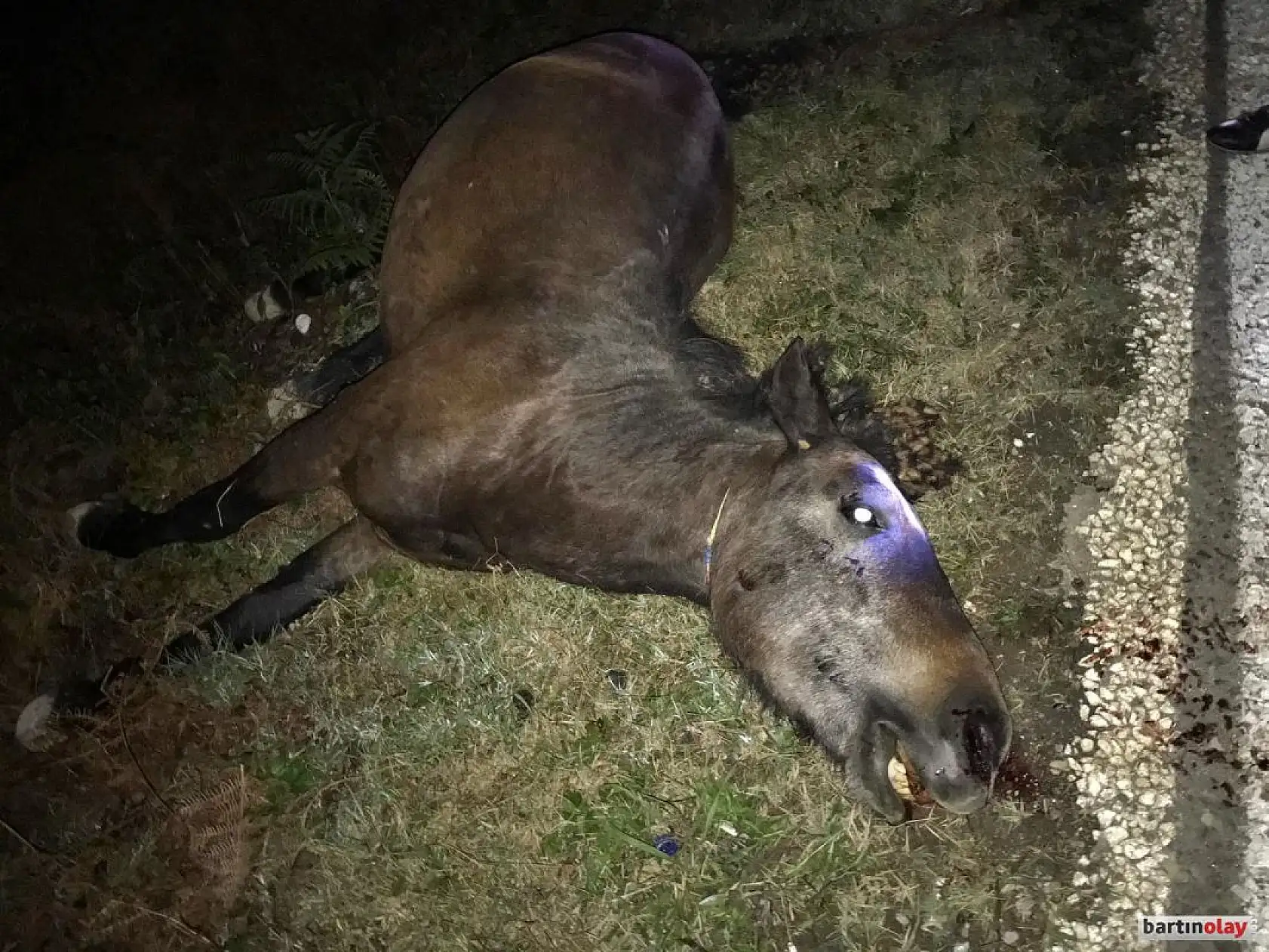 Otomobil ata çarptı, 2 yaralı