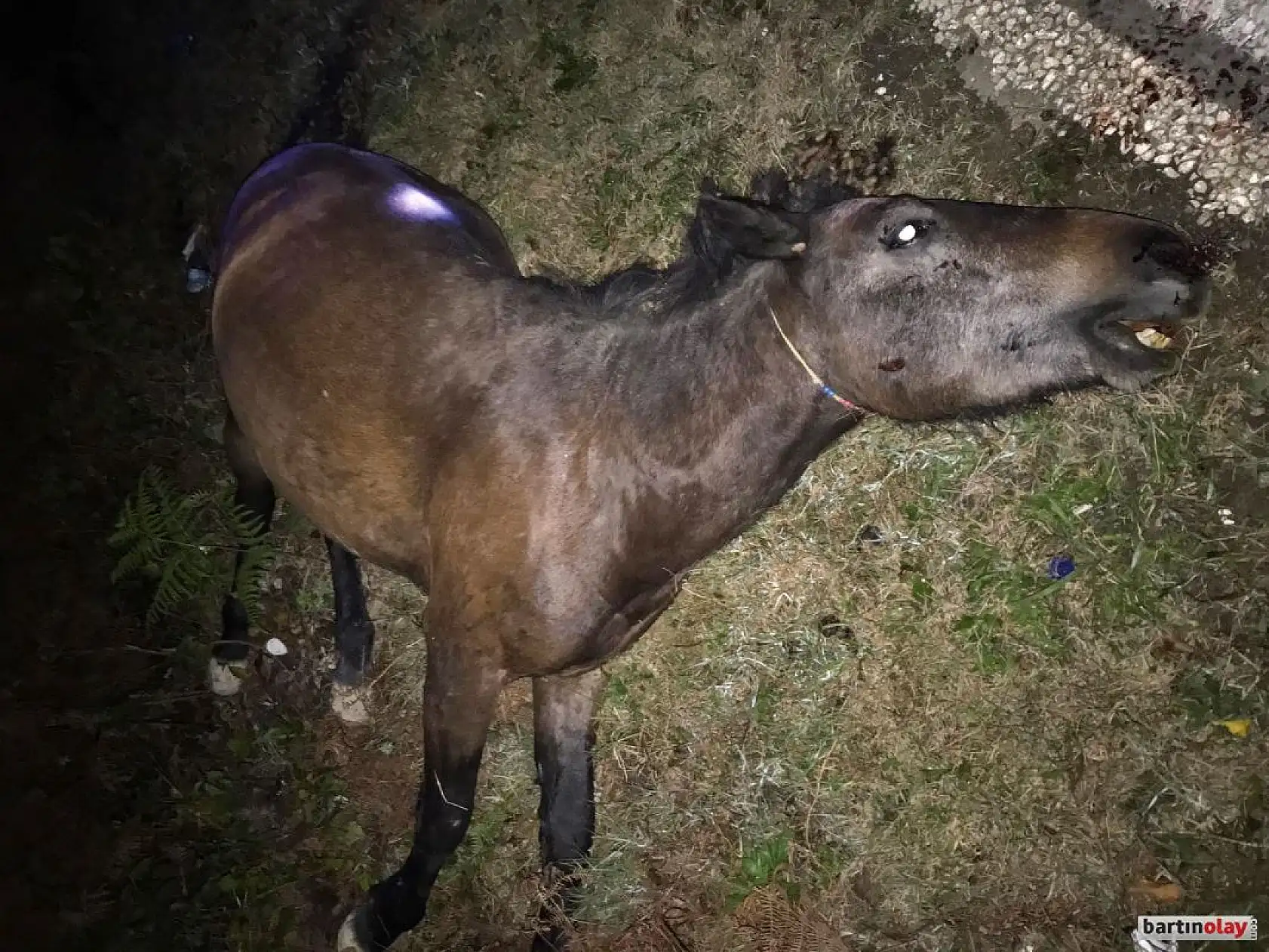 Otomobil ata çarptı, 2 yaralı