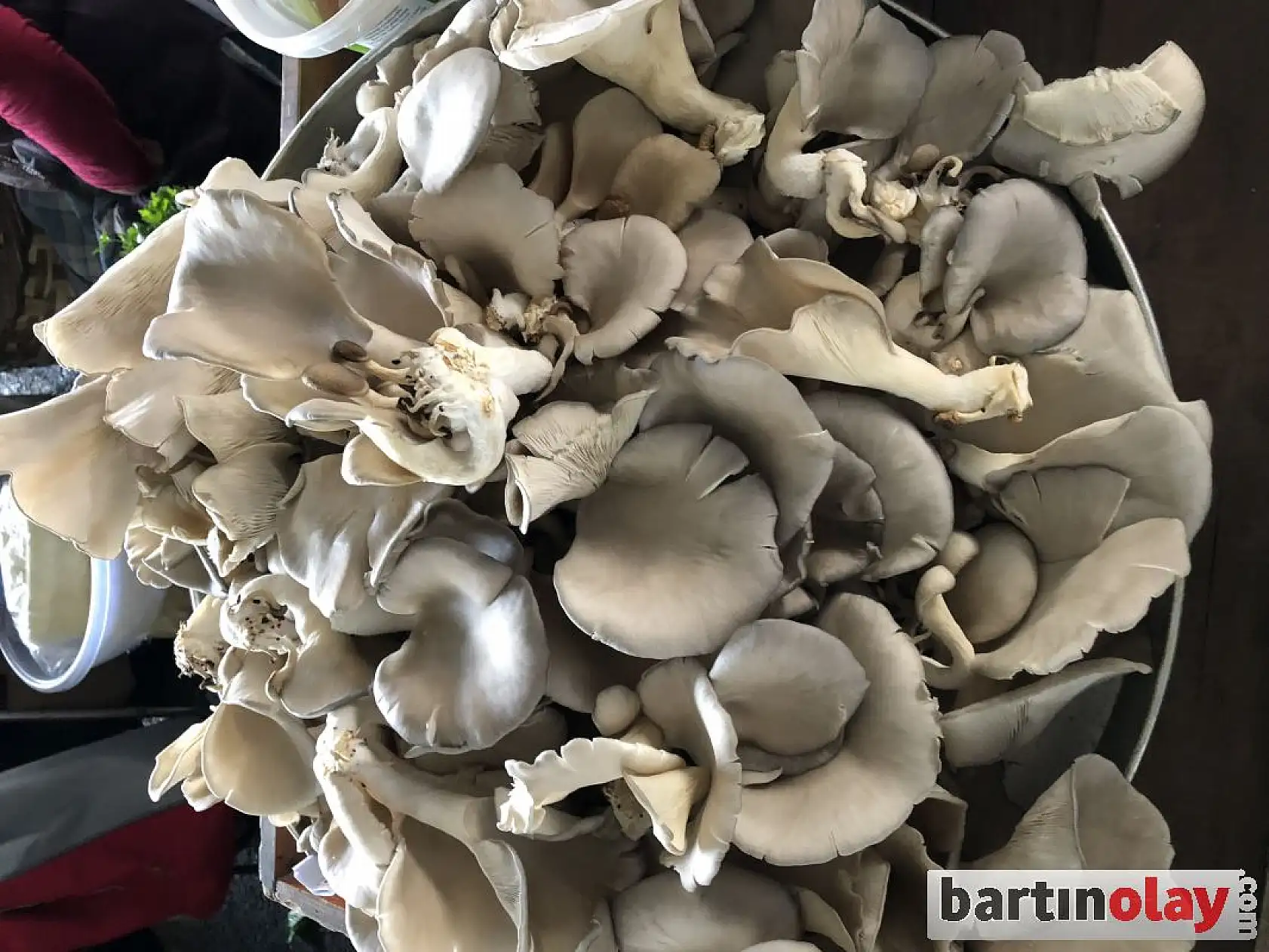 Pazarda çeşit çeşit meyve ve sebzeler