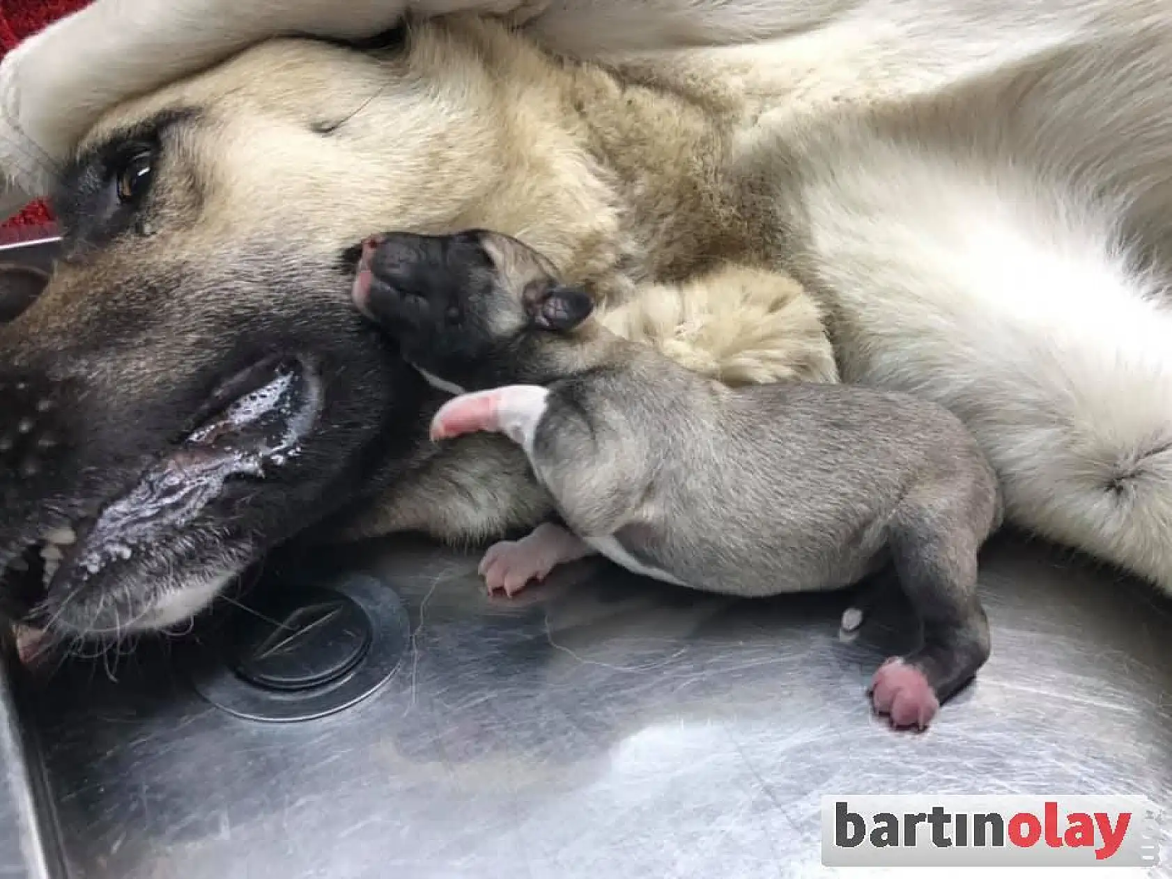 Sezaryenle 11 yavru dünyaya getirdi