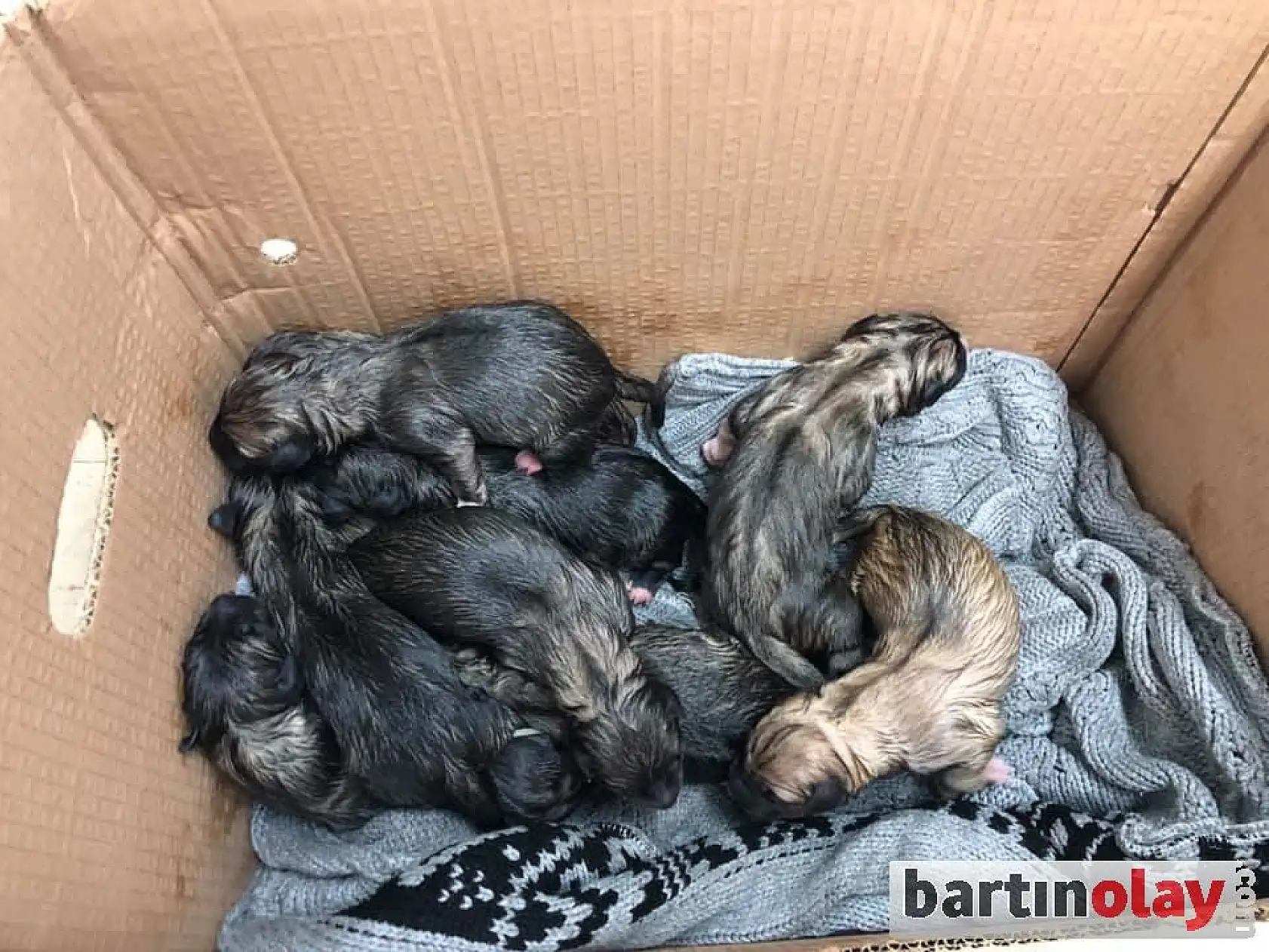 Sezaryenle 11 yavru dünyaya getirdi