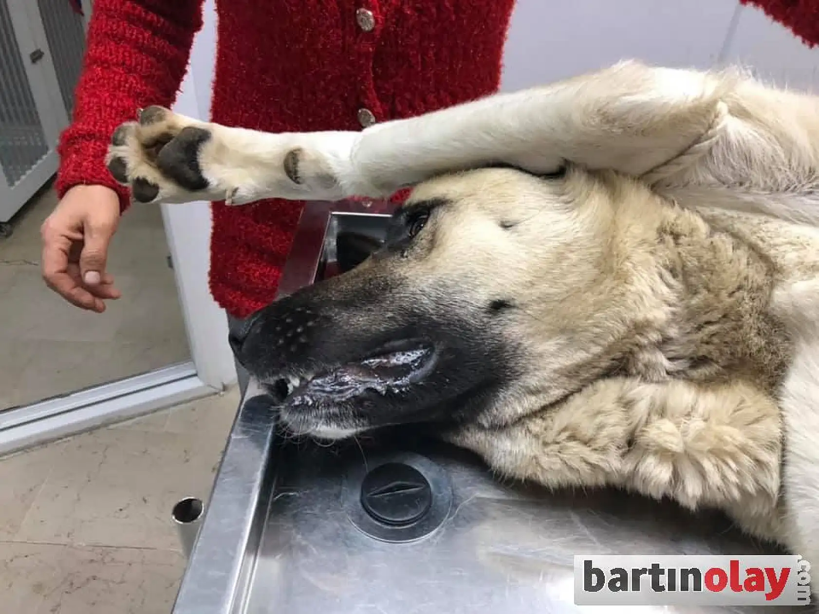 Sezaryenle 11 yavru dünyaya getirdi