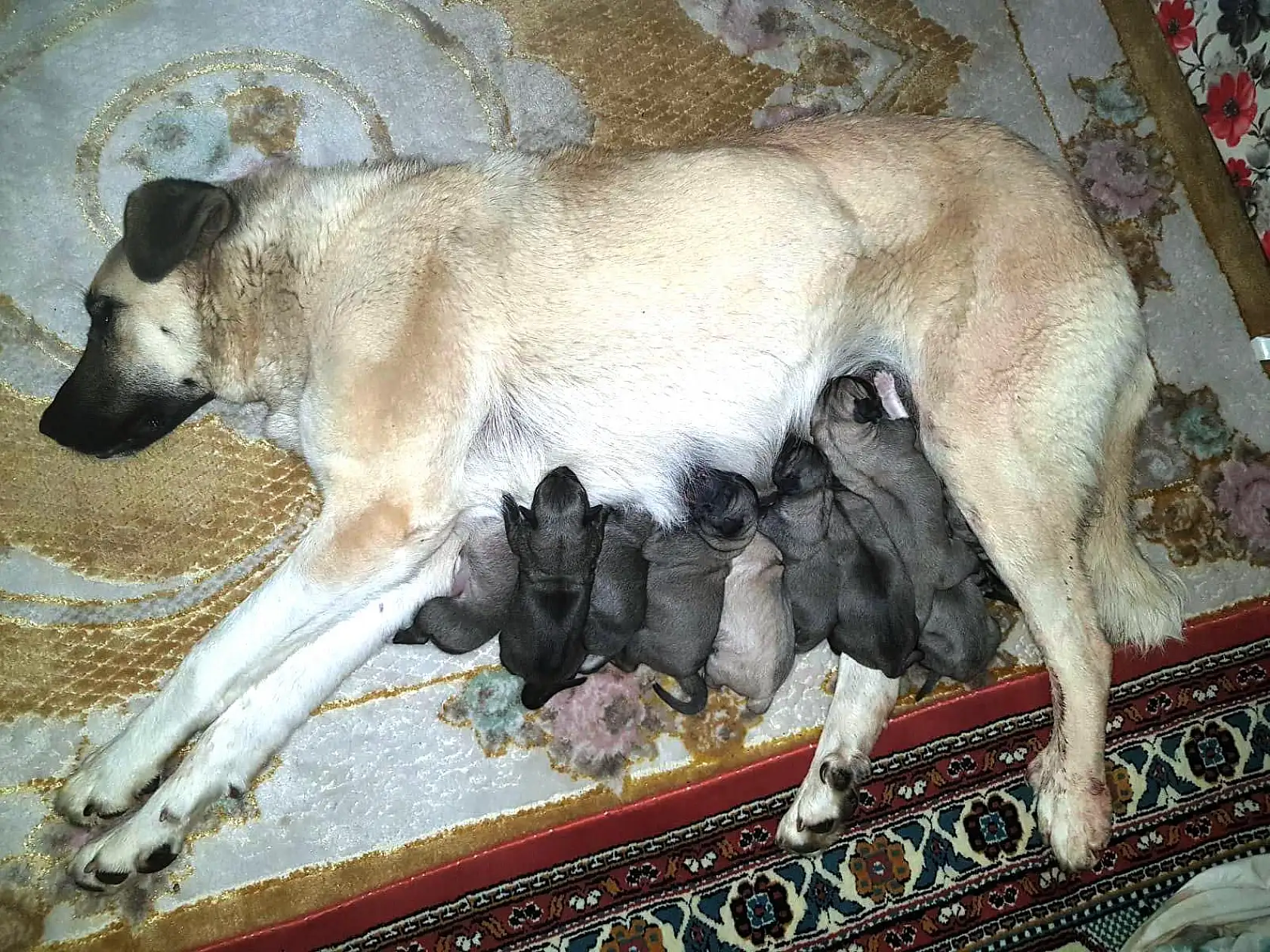 Sezaryenle 11 yavru dünyaya getirdi