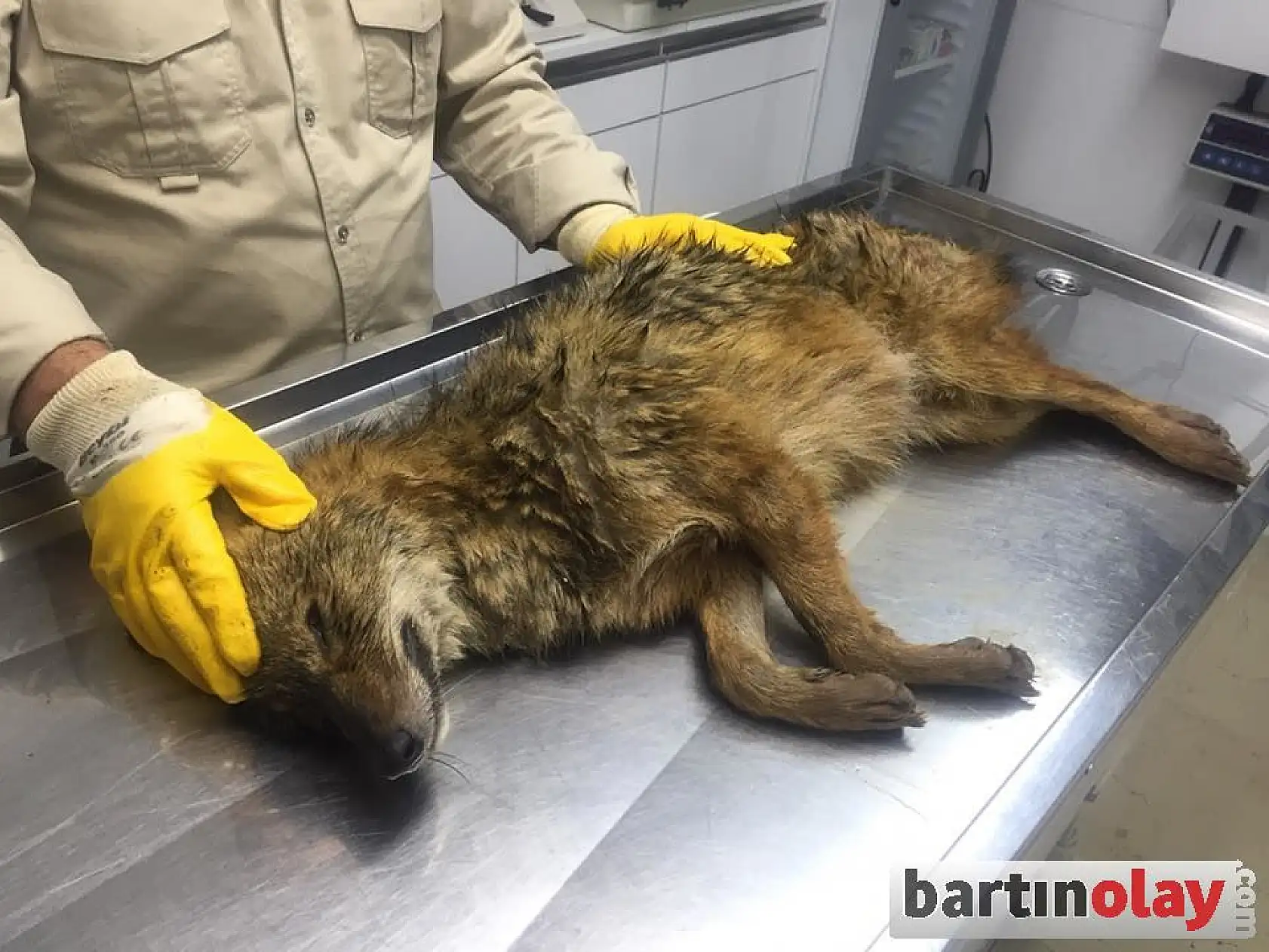 Su kanalına düşen tilkiyi kurtarma operasyonu