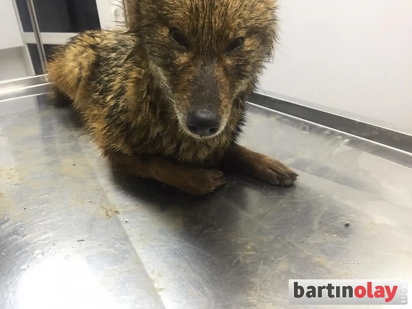 Su kanalına düşen tilkiyi kurtarma operasyonu