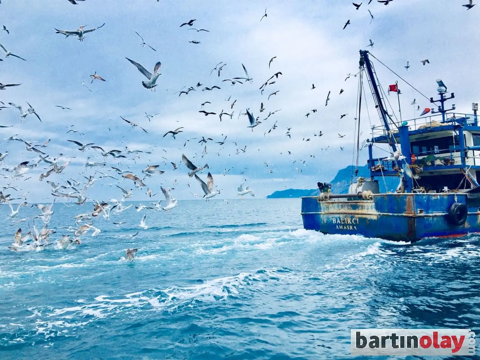 Tekne arkasına takılan martılar