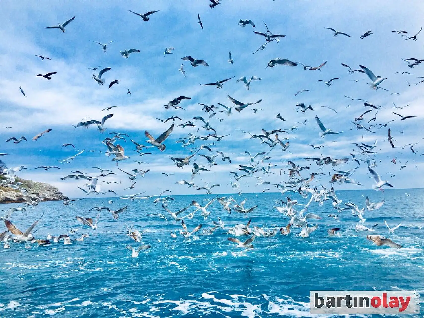 Tekne arkasına takılan martılar