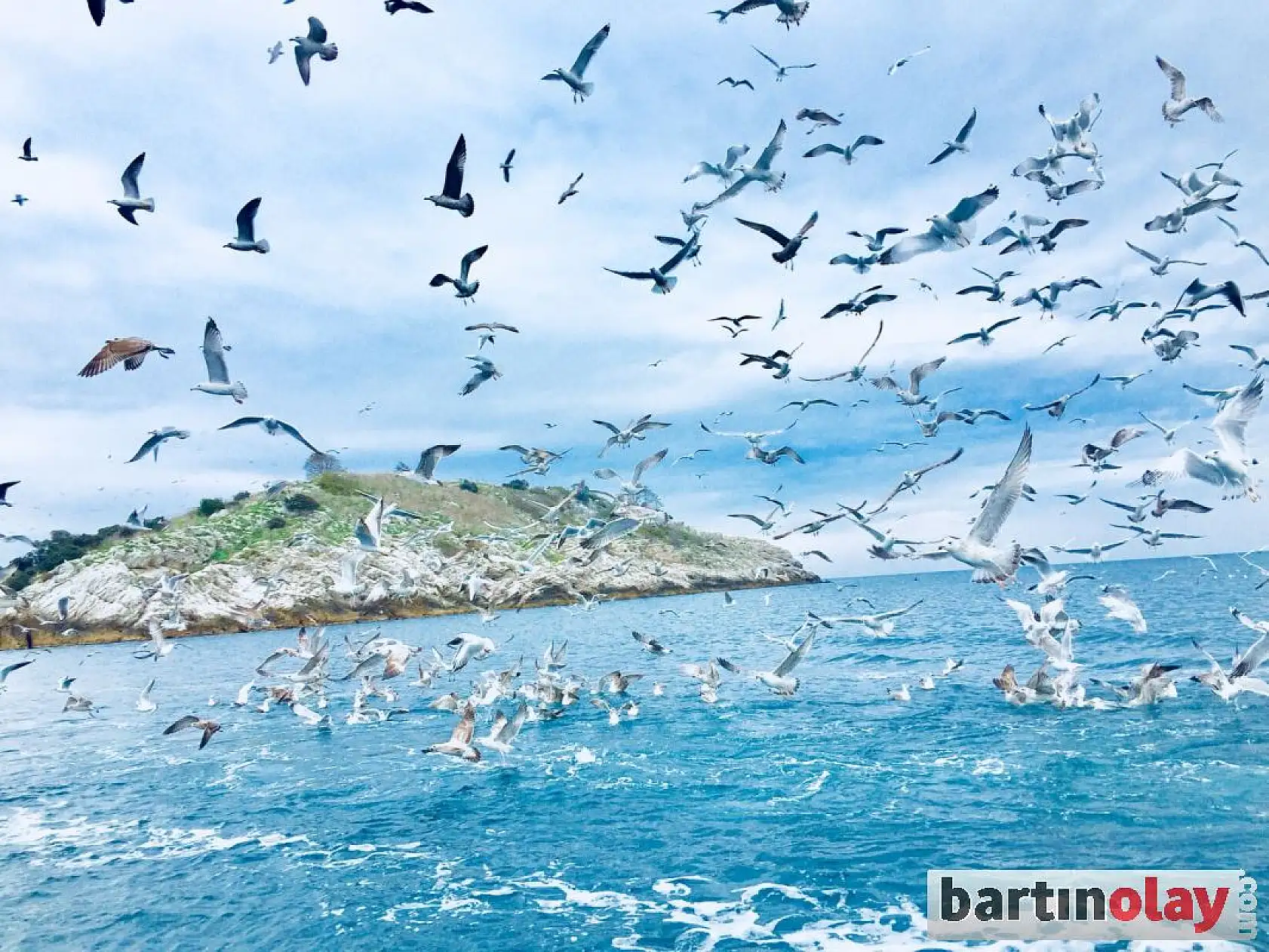 Tekne arkasına takılan martılar