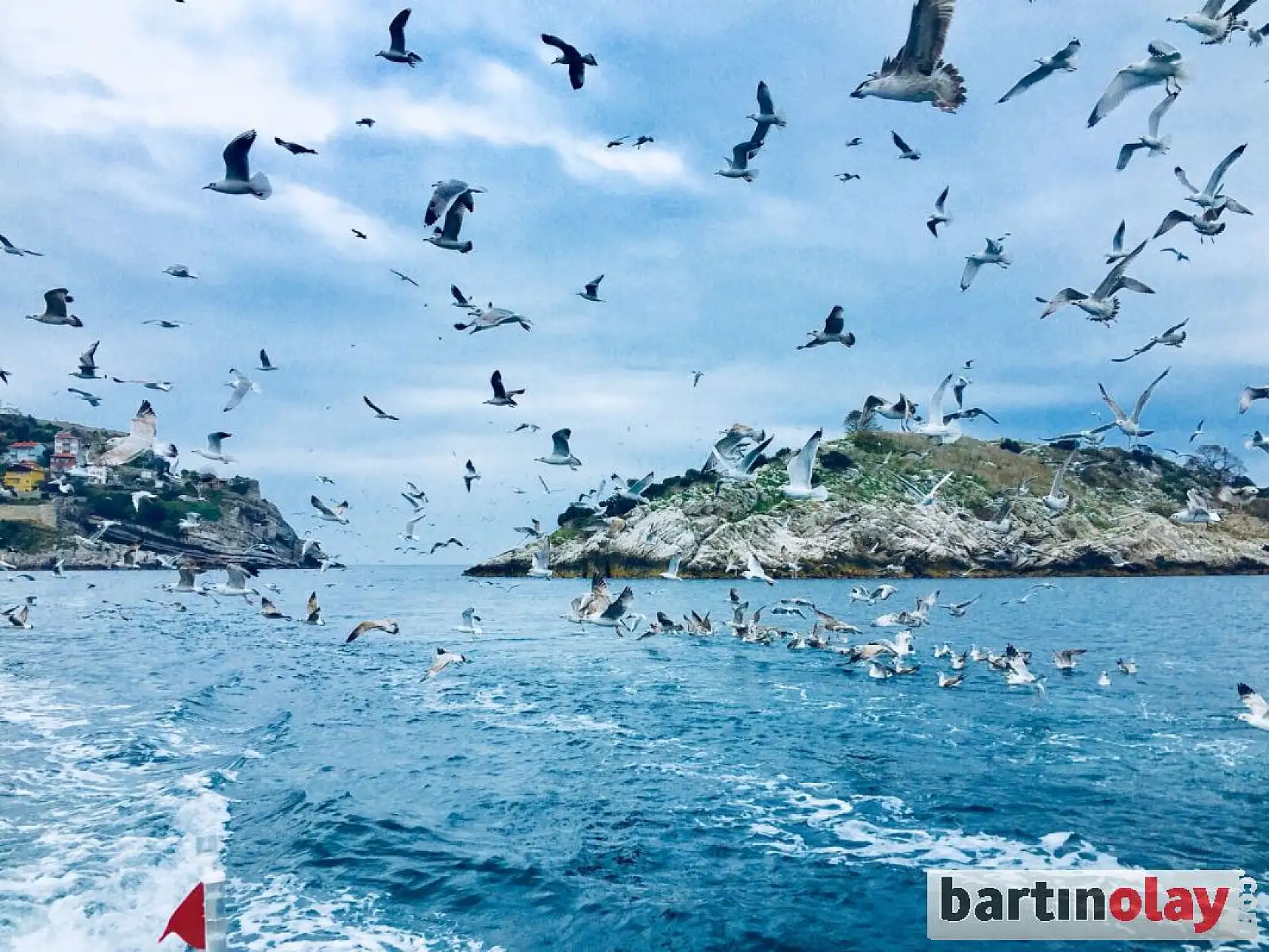 Tekne arkasına takılan martılar