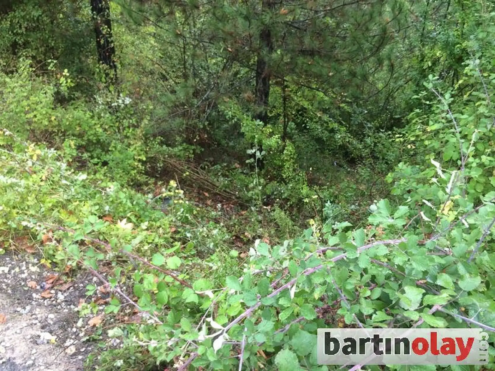 Uçuruma Yuvarlanan Otomobil Ağaca Takıldı