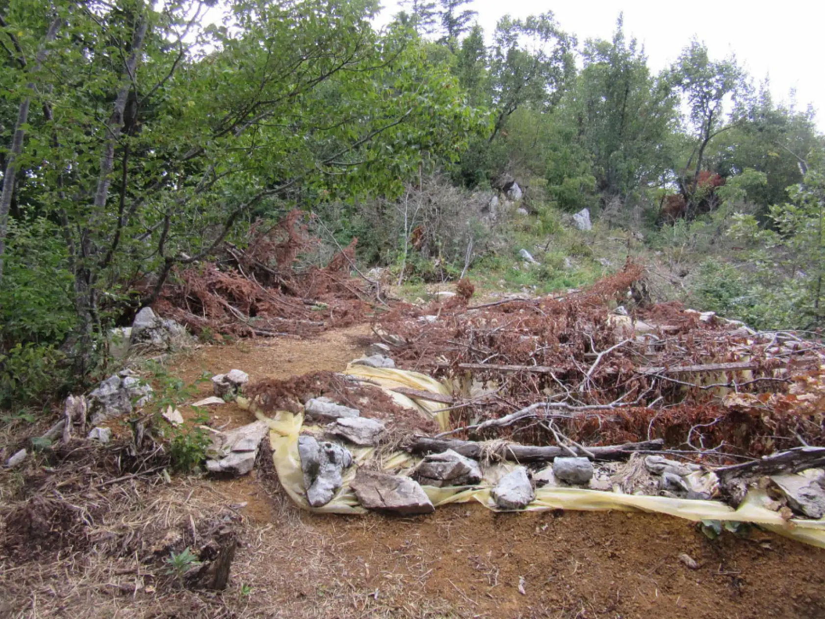 Milli parkta uyuşturucu imalatı