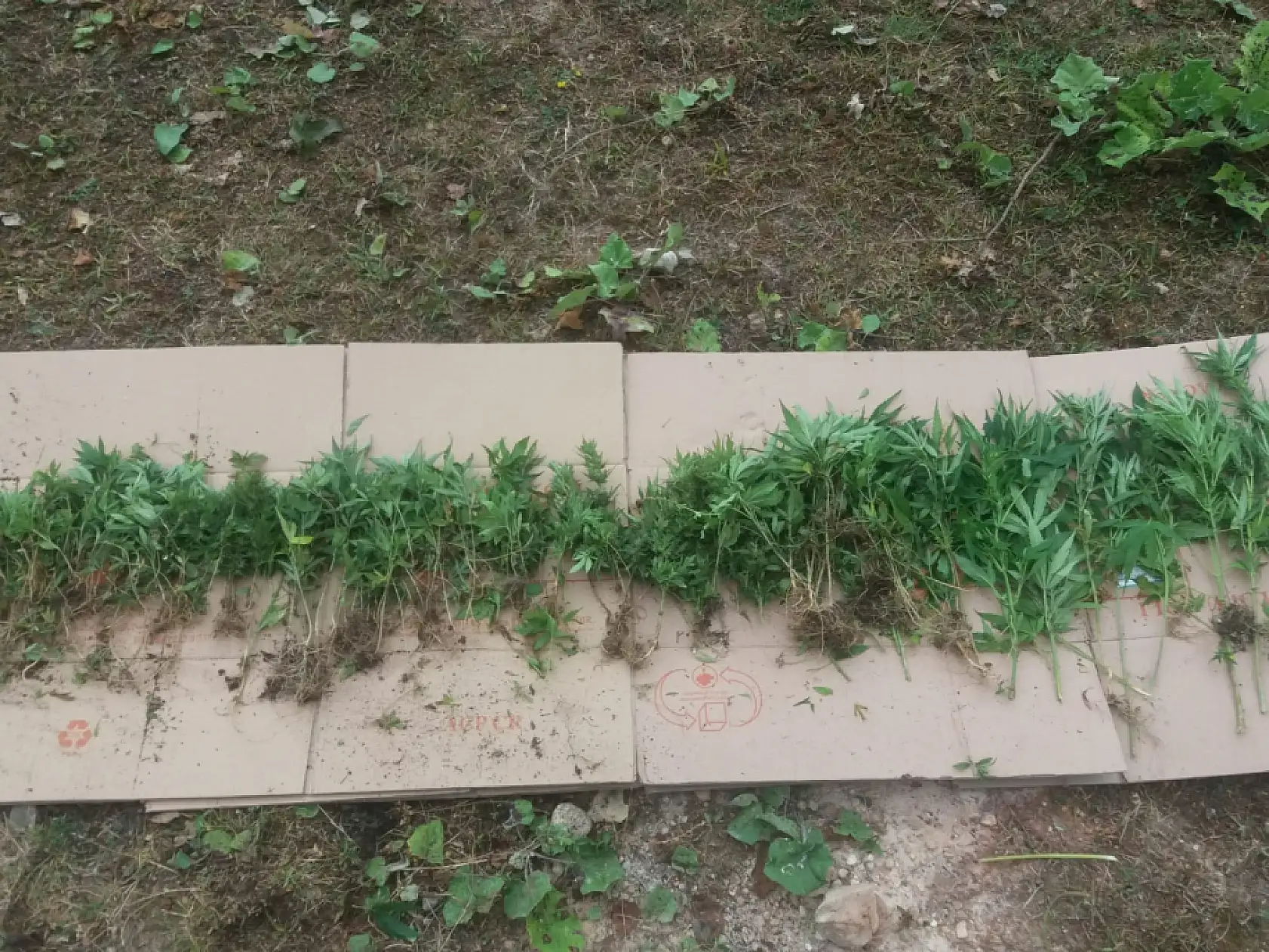 Milli parkta uyuşturucu imalatı