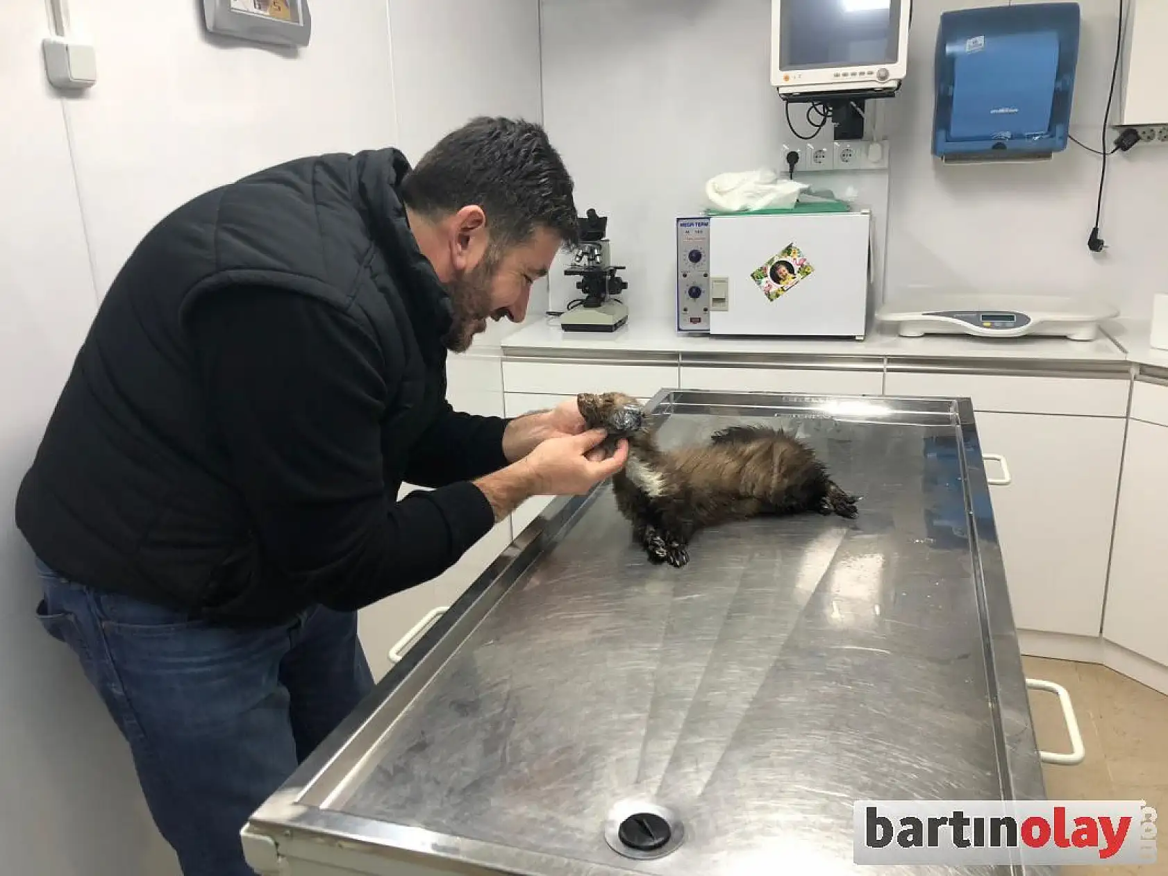 Yaralı sansar tedavi edildi