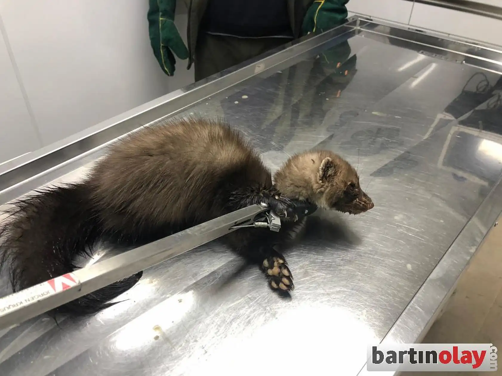 Yaralı sansar tedavi edildi