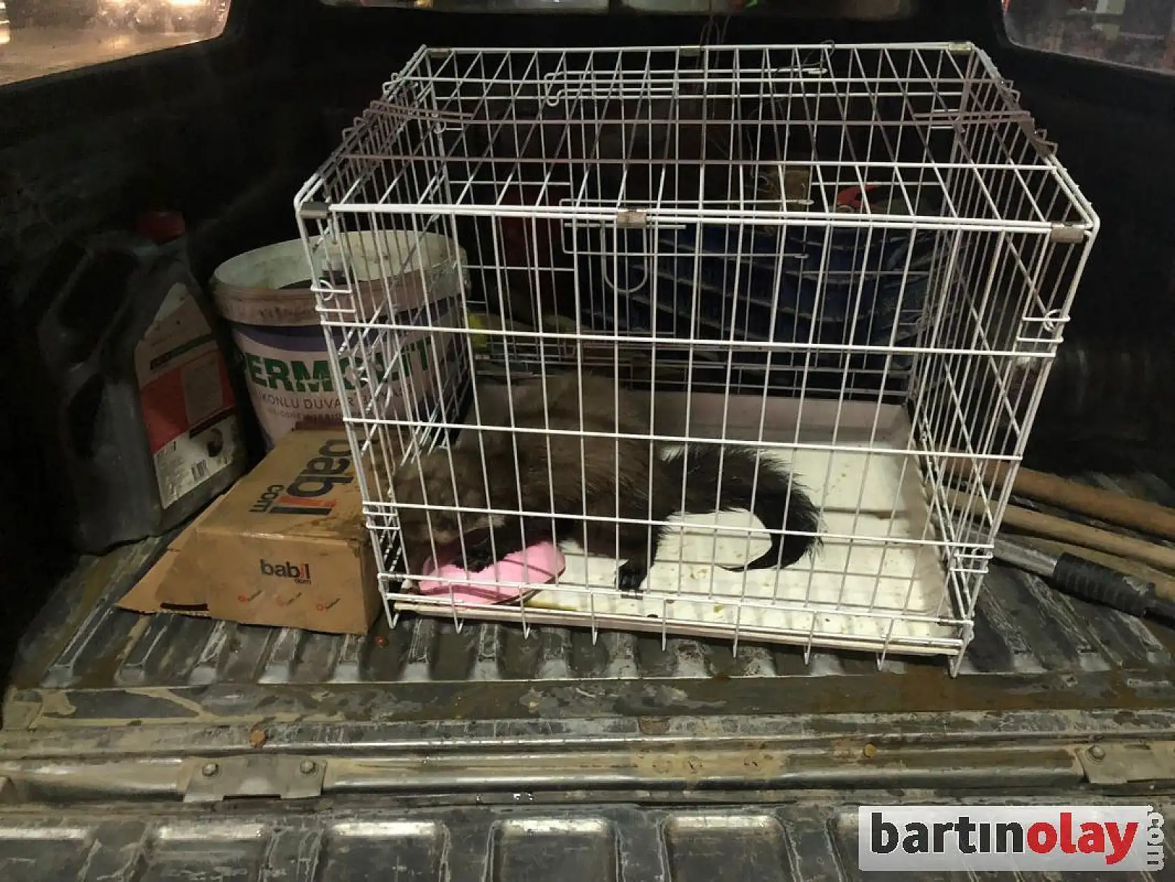 Yaralı sansar tedavi edildi