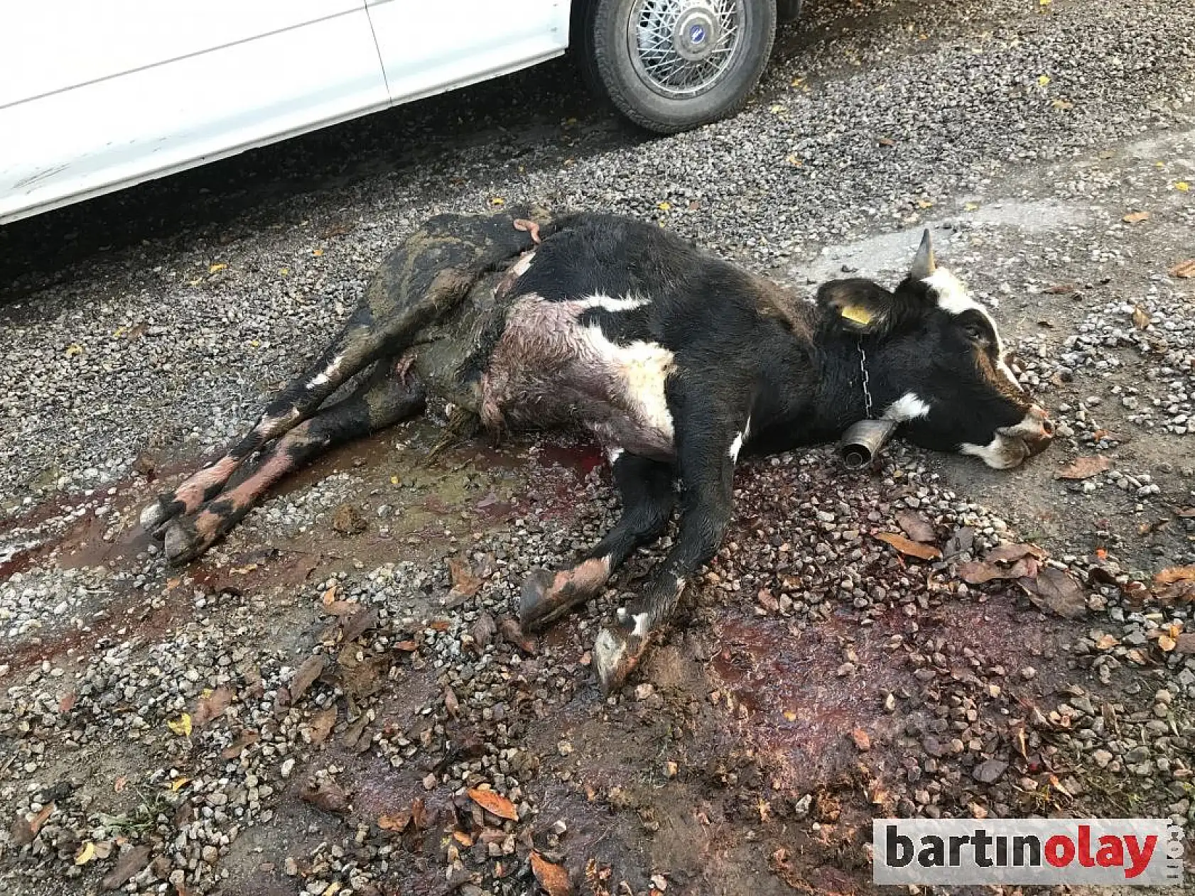 Yolda şok manzara ile karşılaştılar